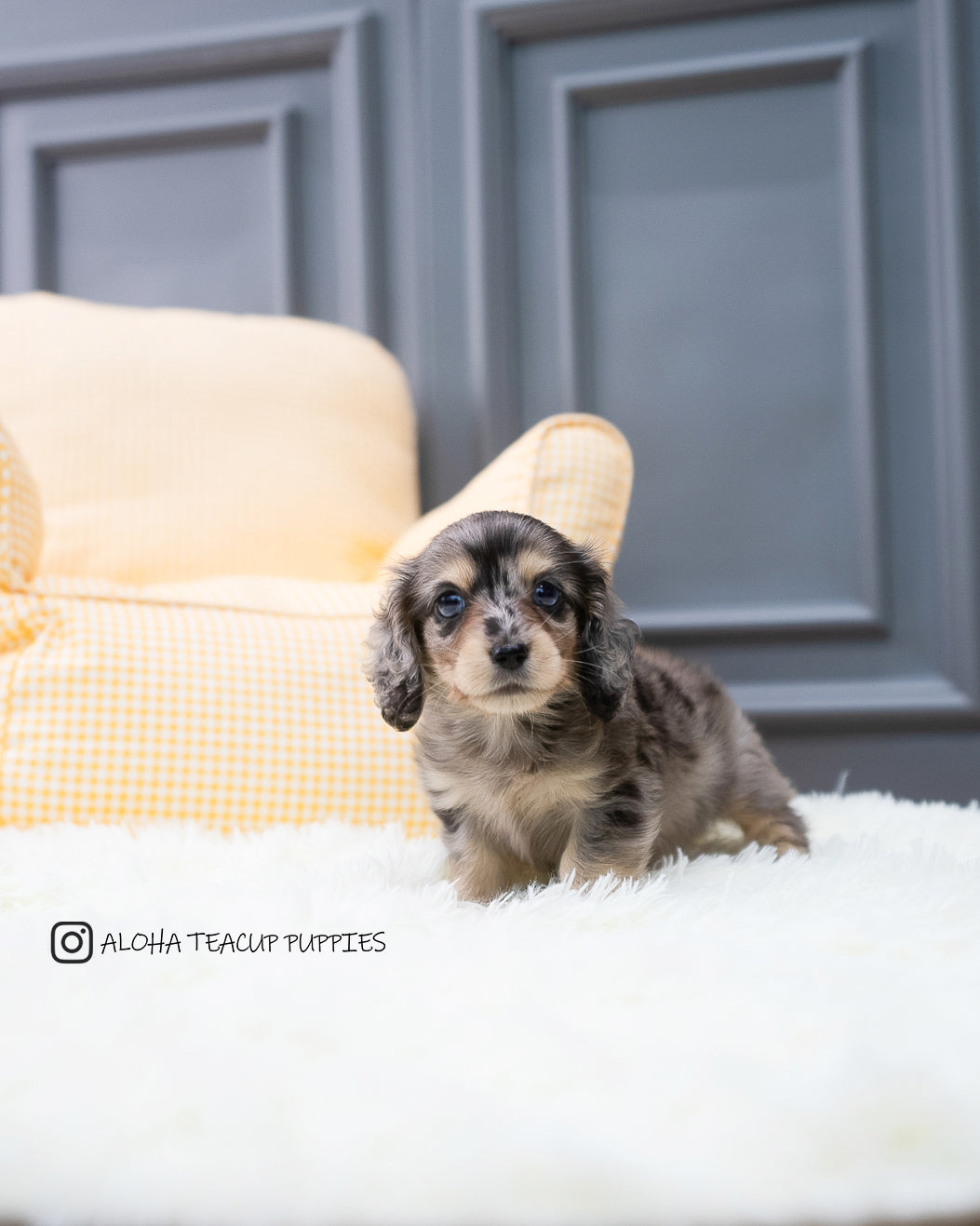 Hush [TEACUP DACHSHUND]