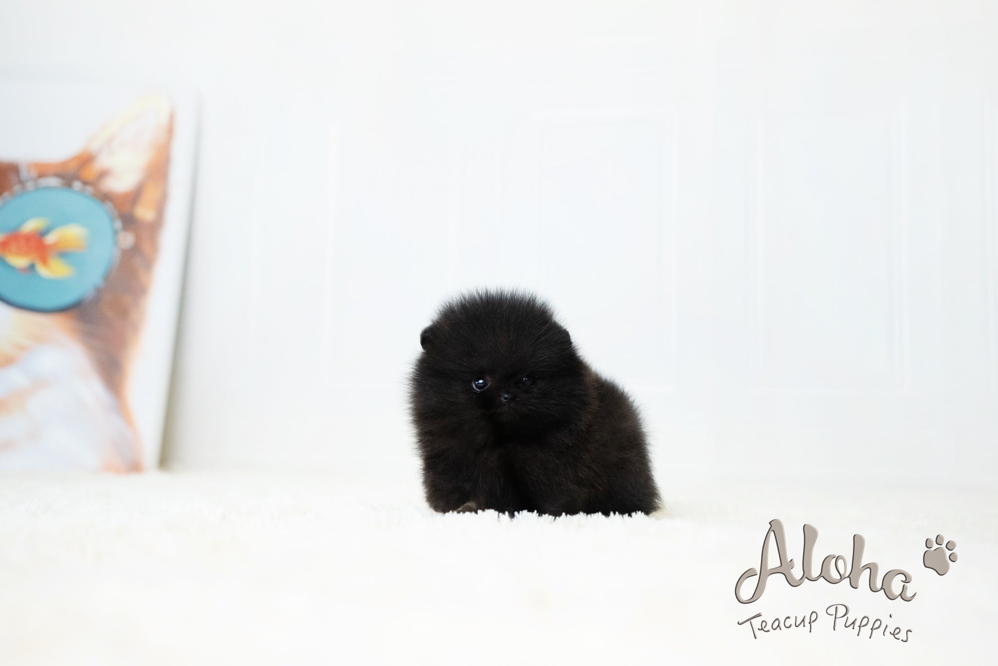 Dante [TEACUP POMERANIAN]