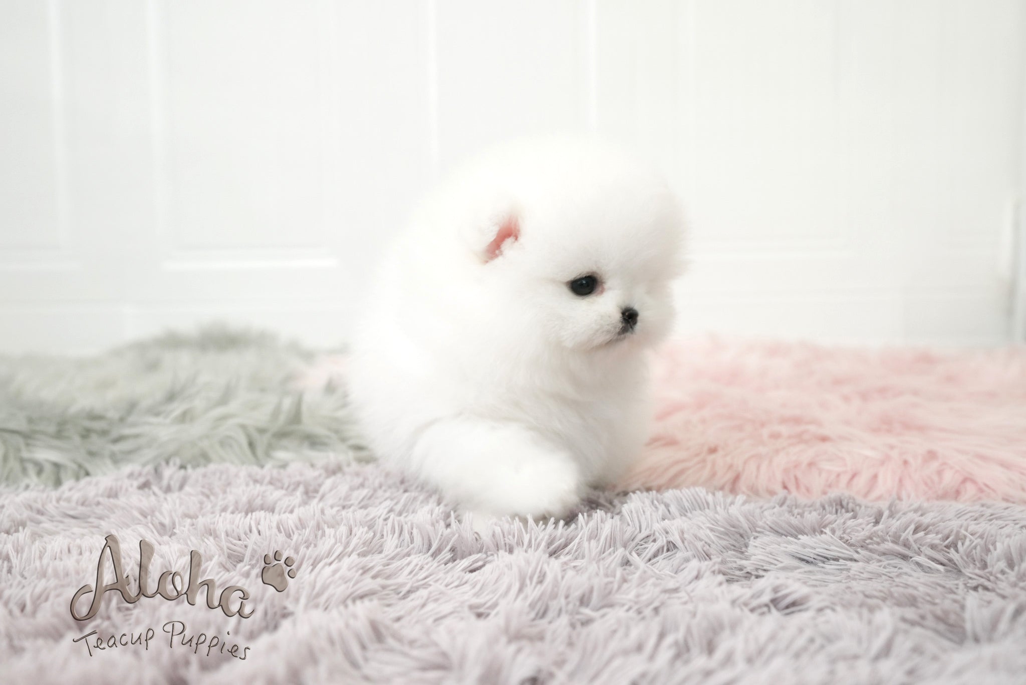 Lyn [TEACUP POMERANIAN]