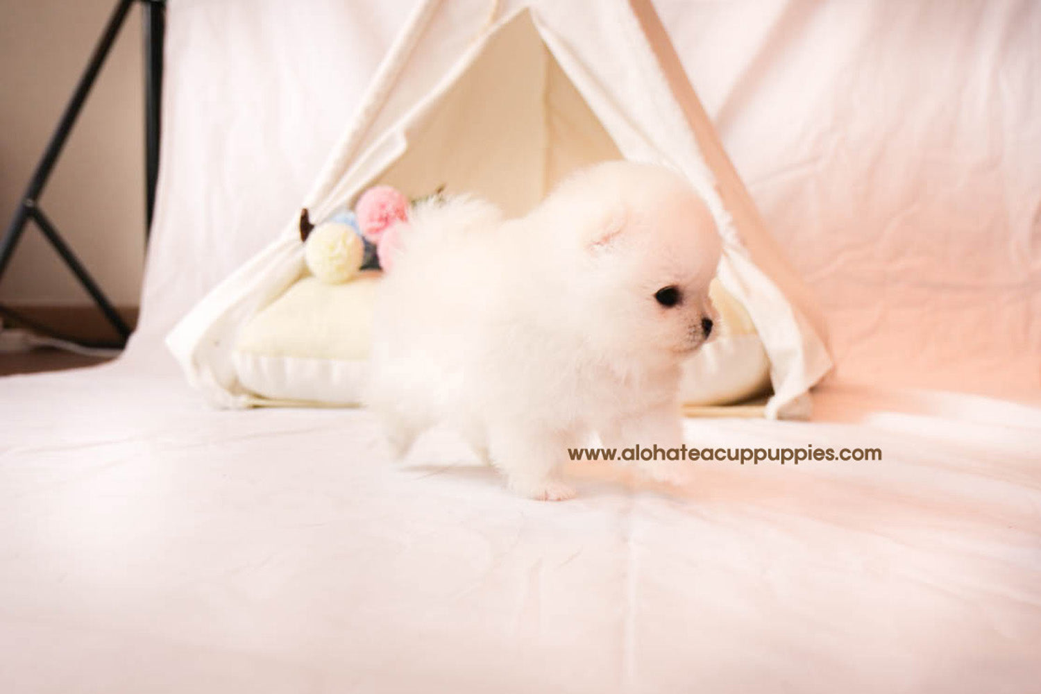 Phoebe - [Pomerania] - Vendida a Jason Chen