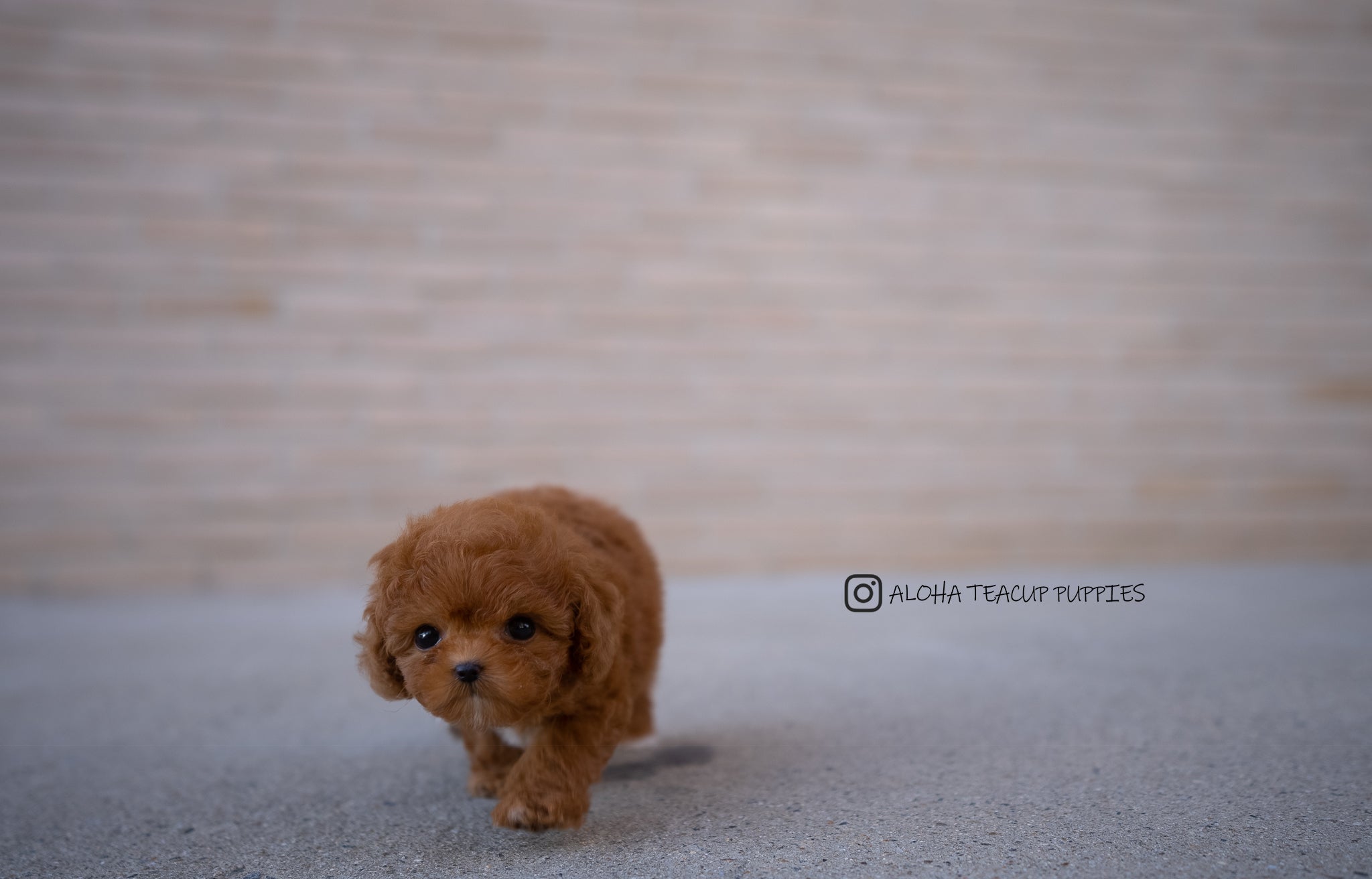 Theo [TEACUP POODLE]