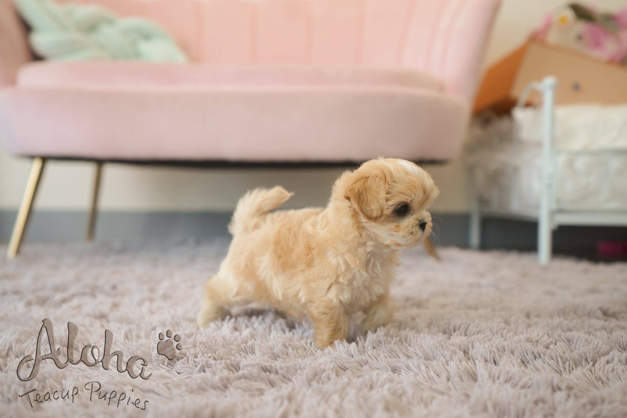 Mila [TEACUP Maltipoo]
