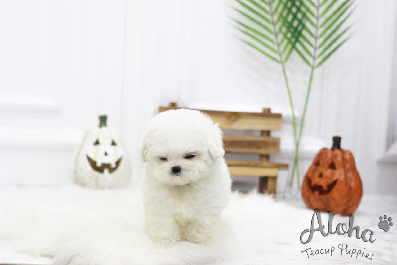 Marshmallow [TEACUP BICHON]
