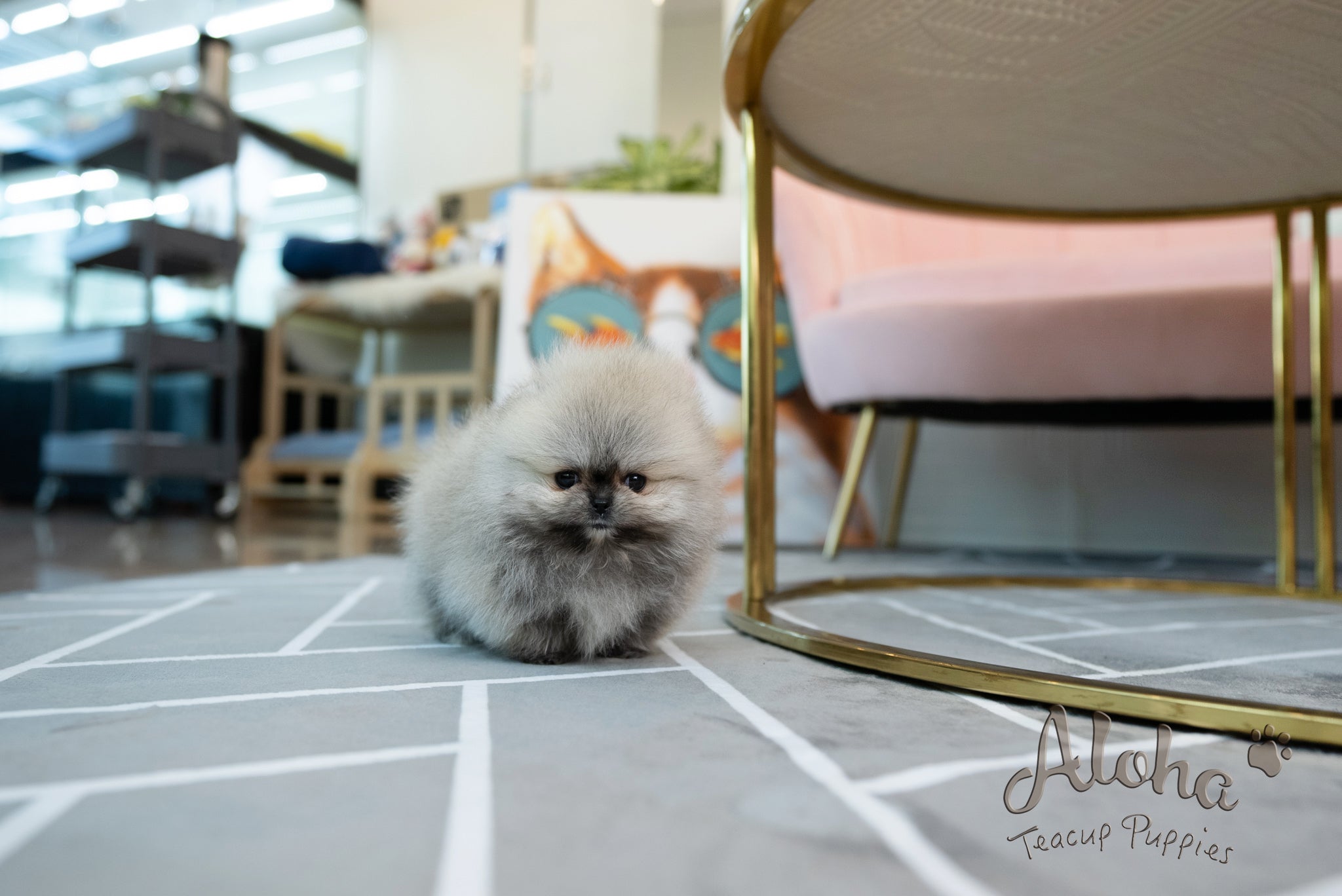 Bianca [TEACUP POMERANIAN]
