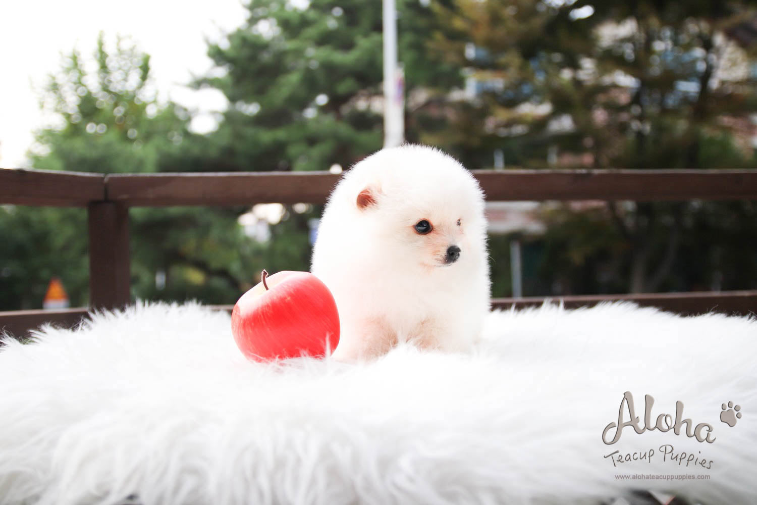 Kiko - [Pomeranian] - Sold to Shirin Lak