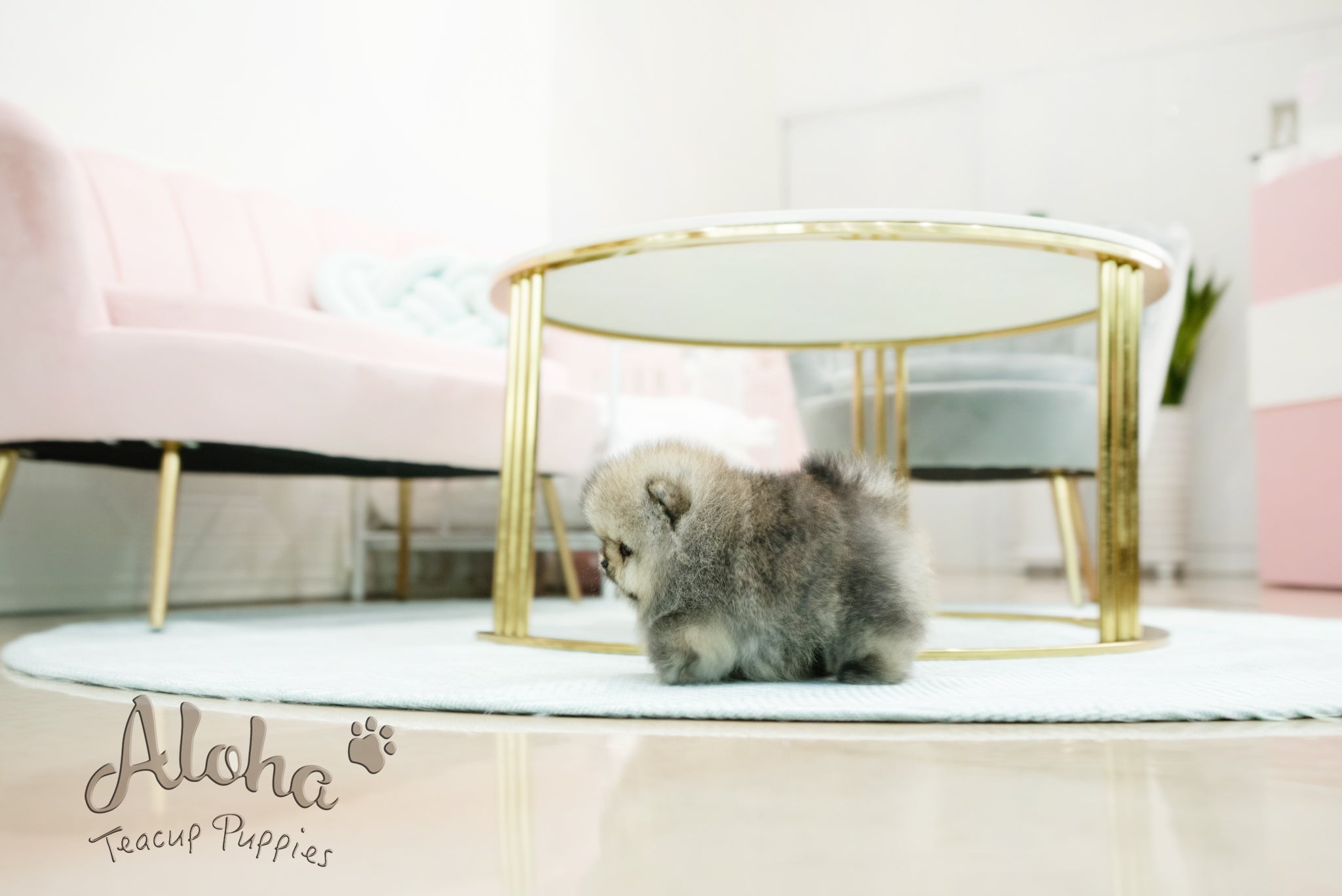 Gideon [TEACUP POMERANIAN]