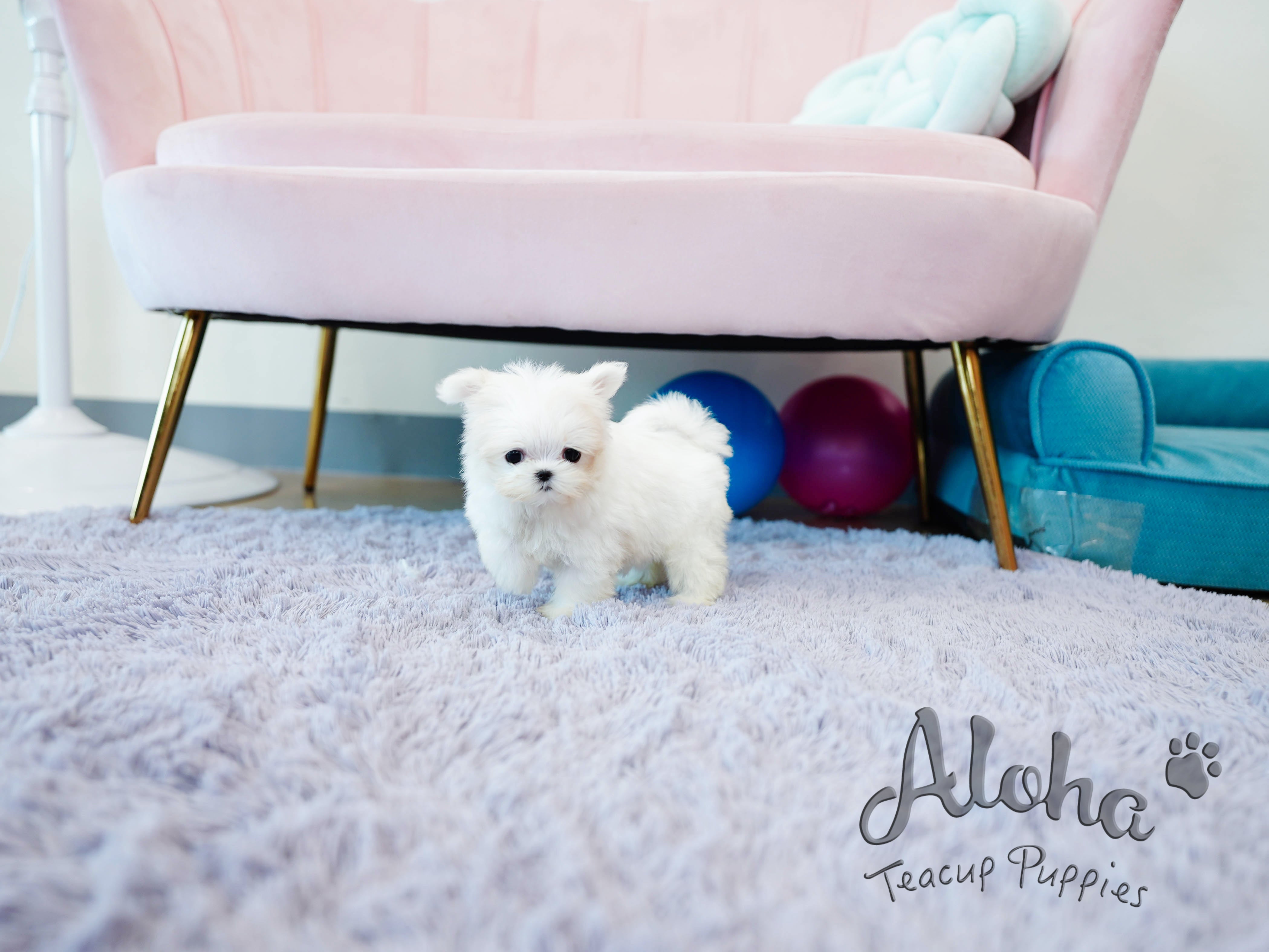 Momo [TEACUP MALTESE]