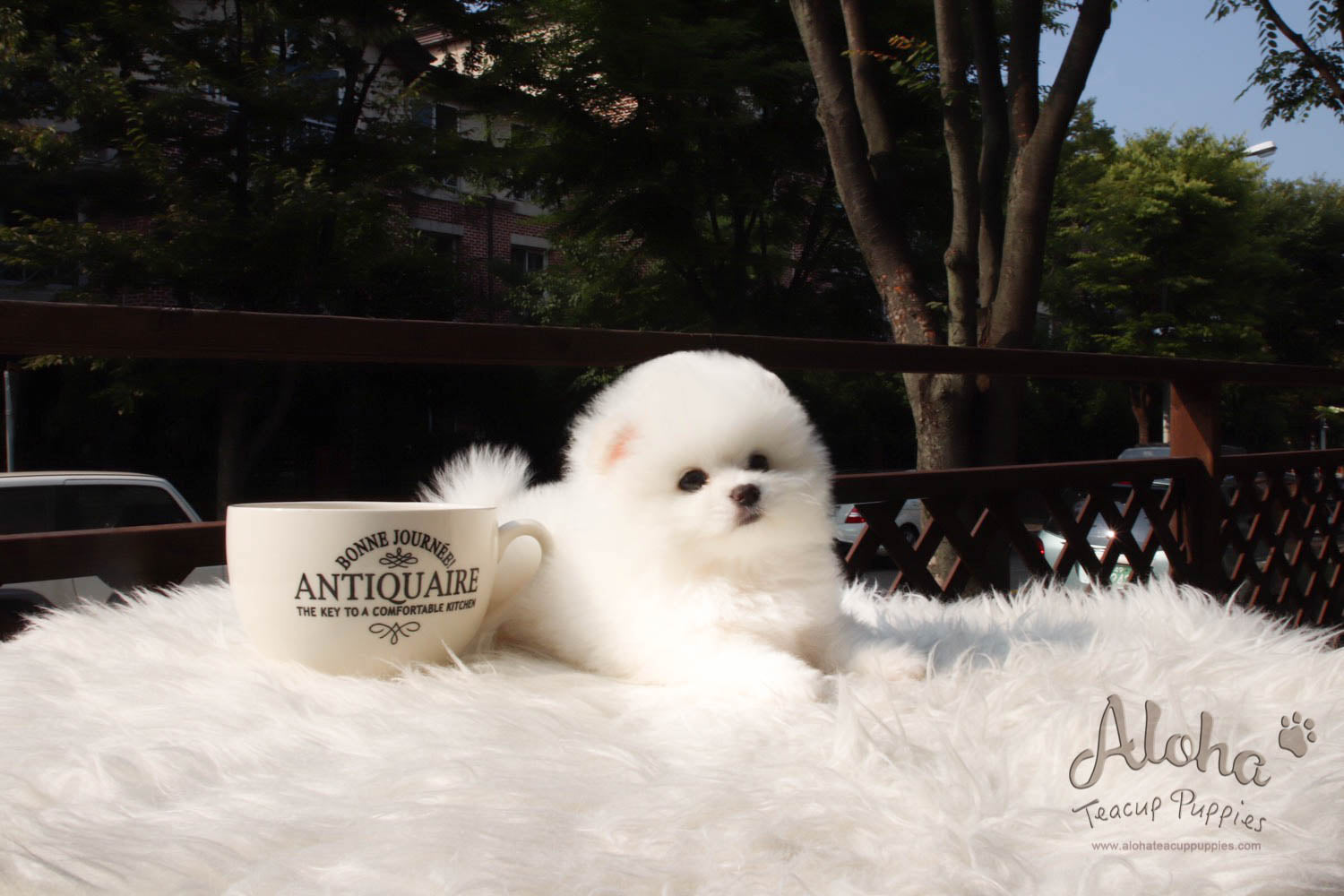 Barnie - [Pomeranian]