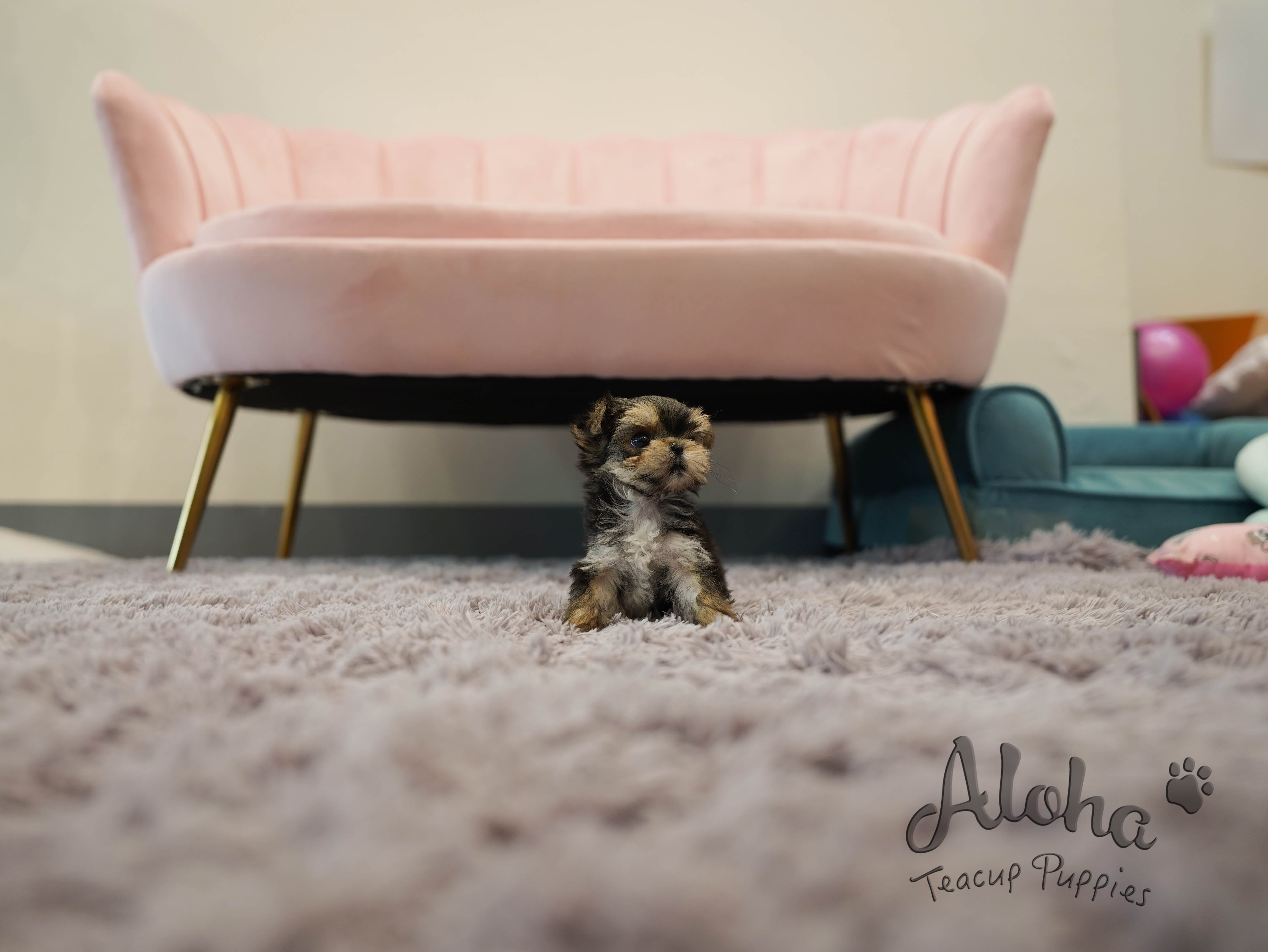MAYA [TEACUP MORKIE]