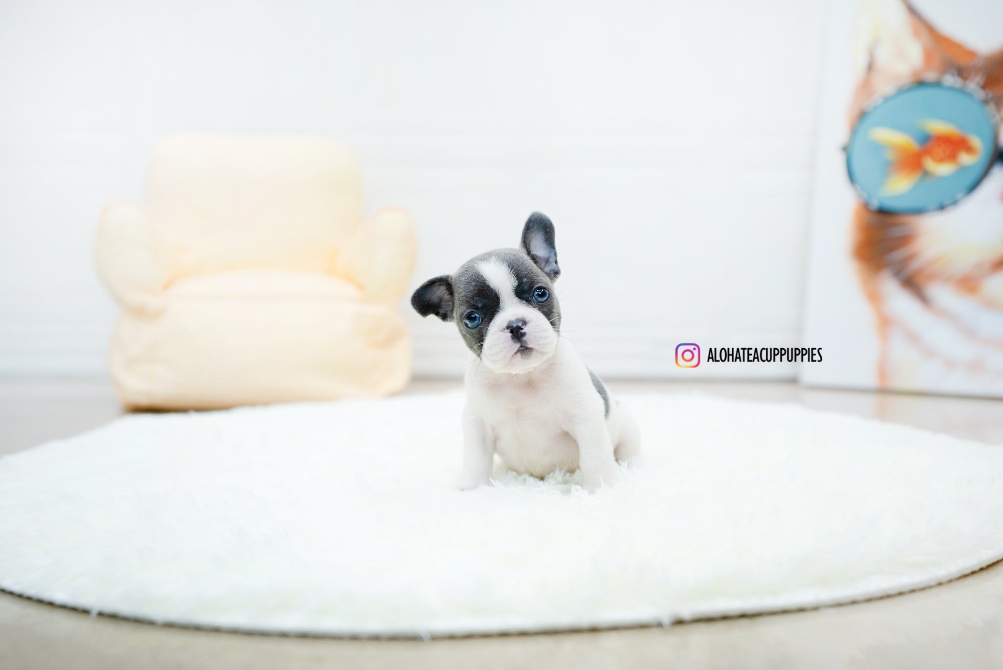 Brody [TEACUP FRENCH]
