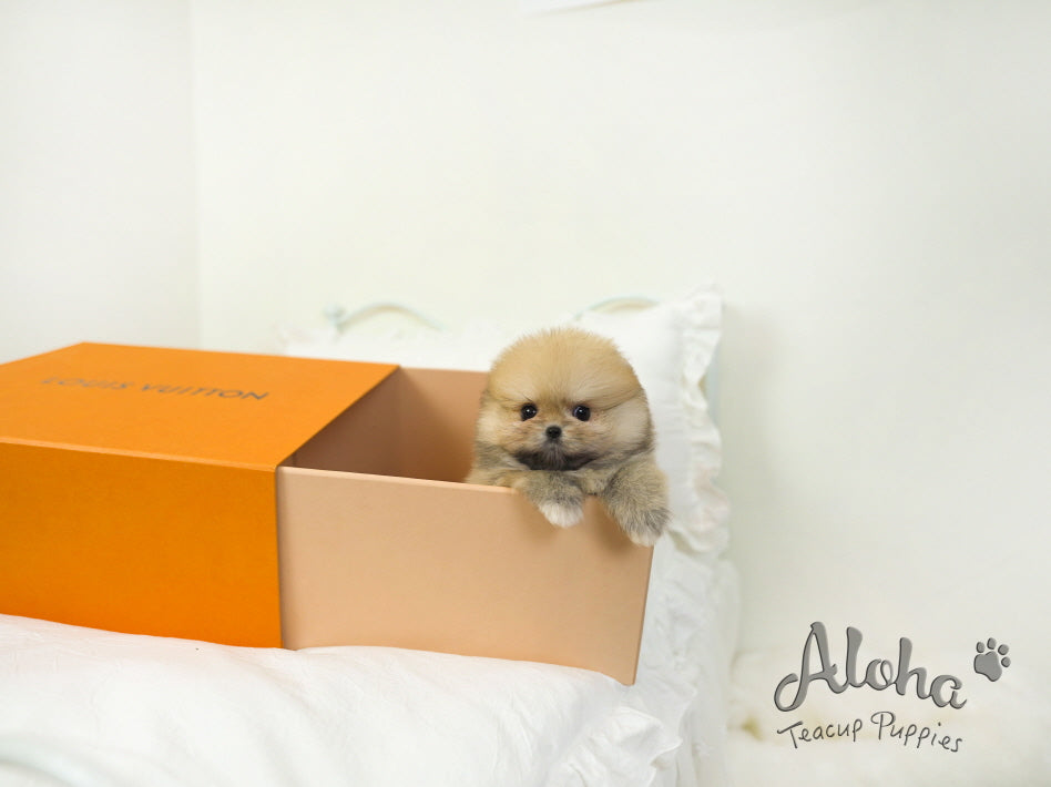 Brownie [TEACUP POMERANIAN]