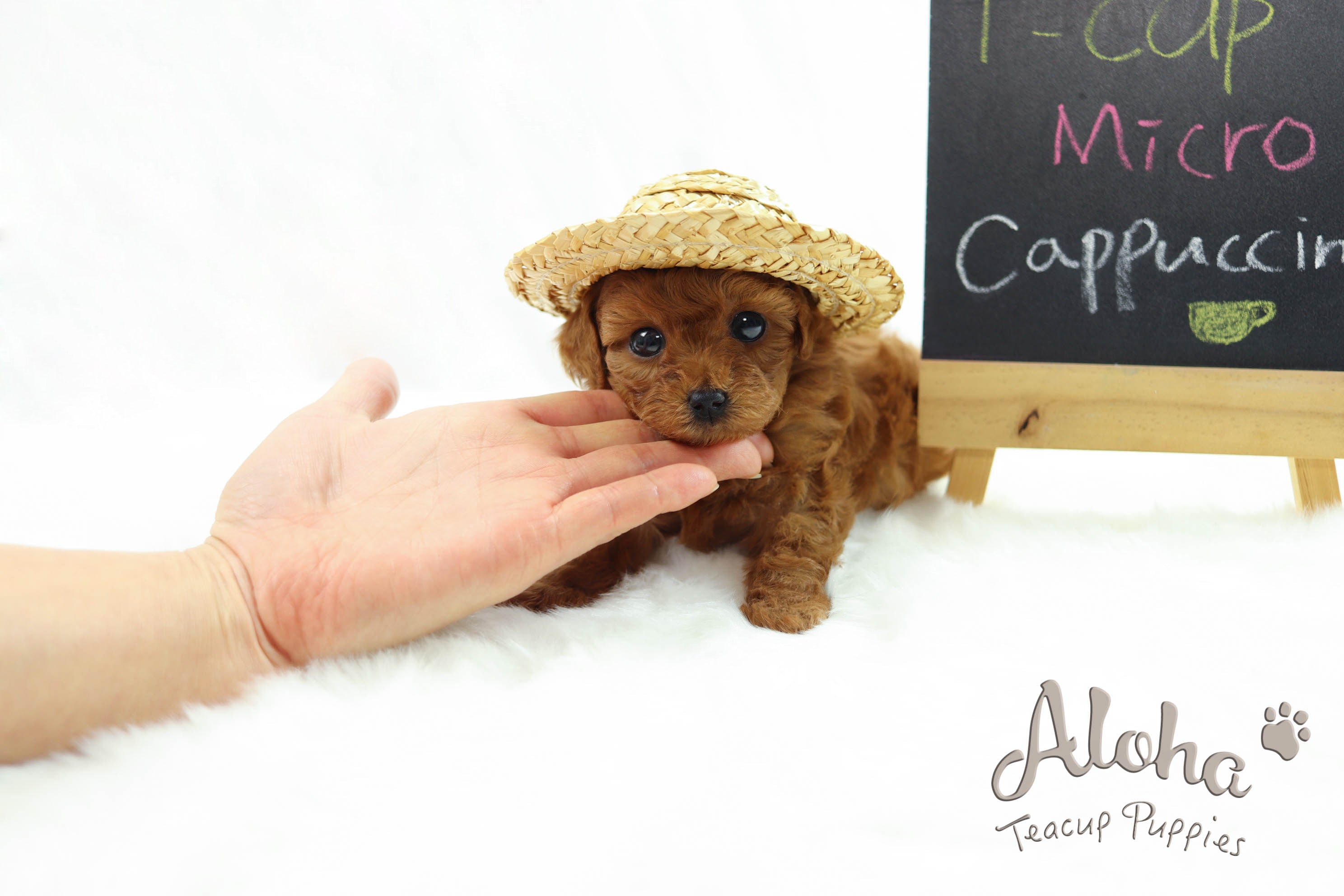 Vendido a Tisha, Cappuccino [Poodle miniatura]