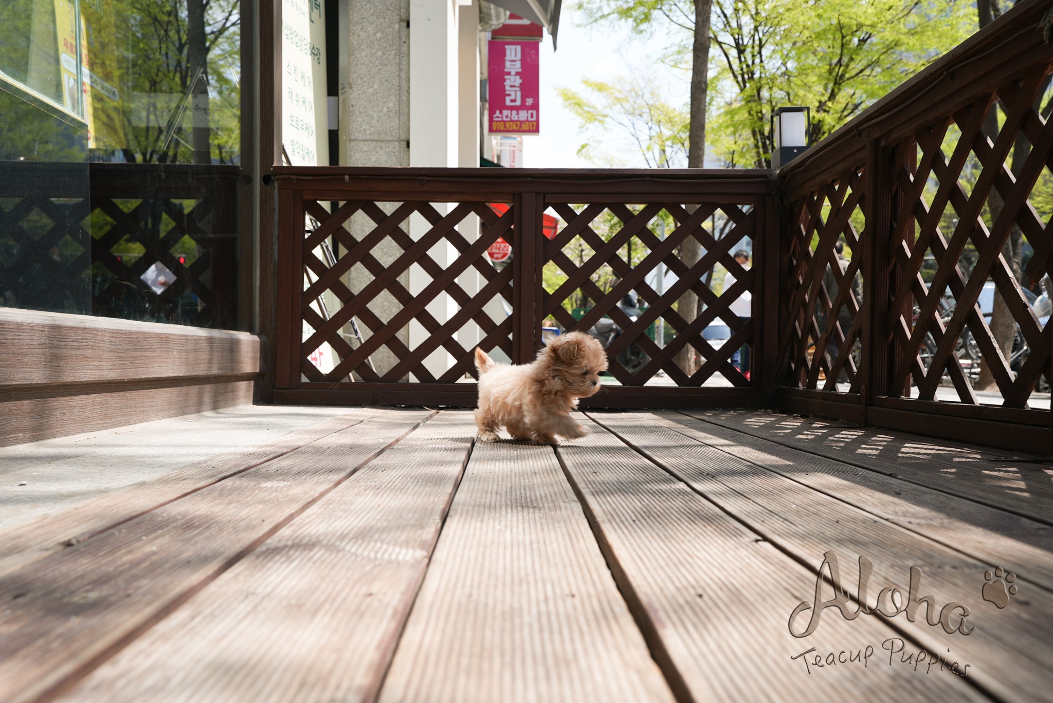 Danna [TEACUP MALTIPOO]