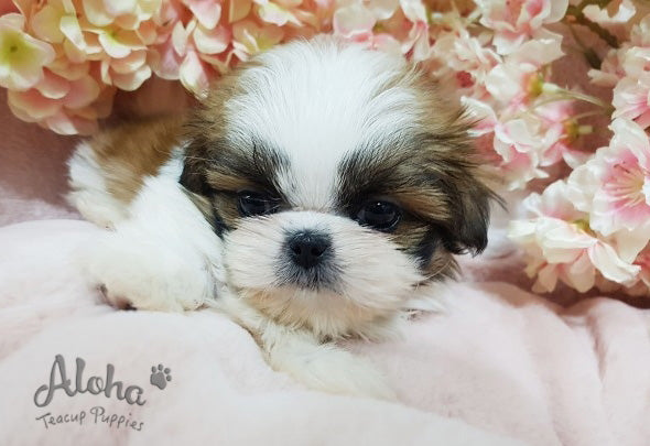 Phoebe [TEACUP Shih Tzu]