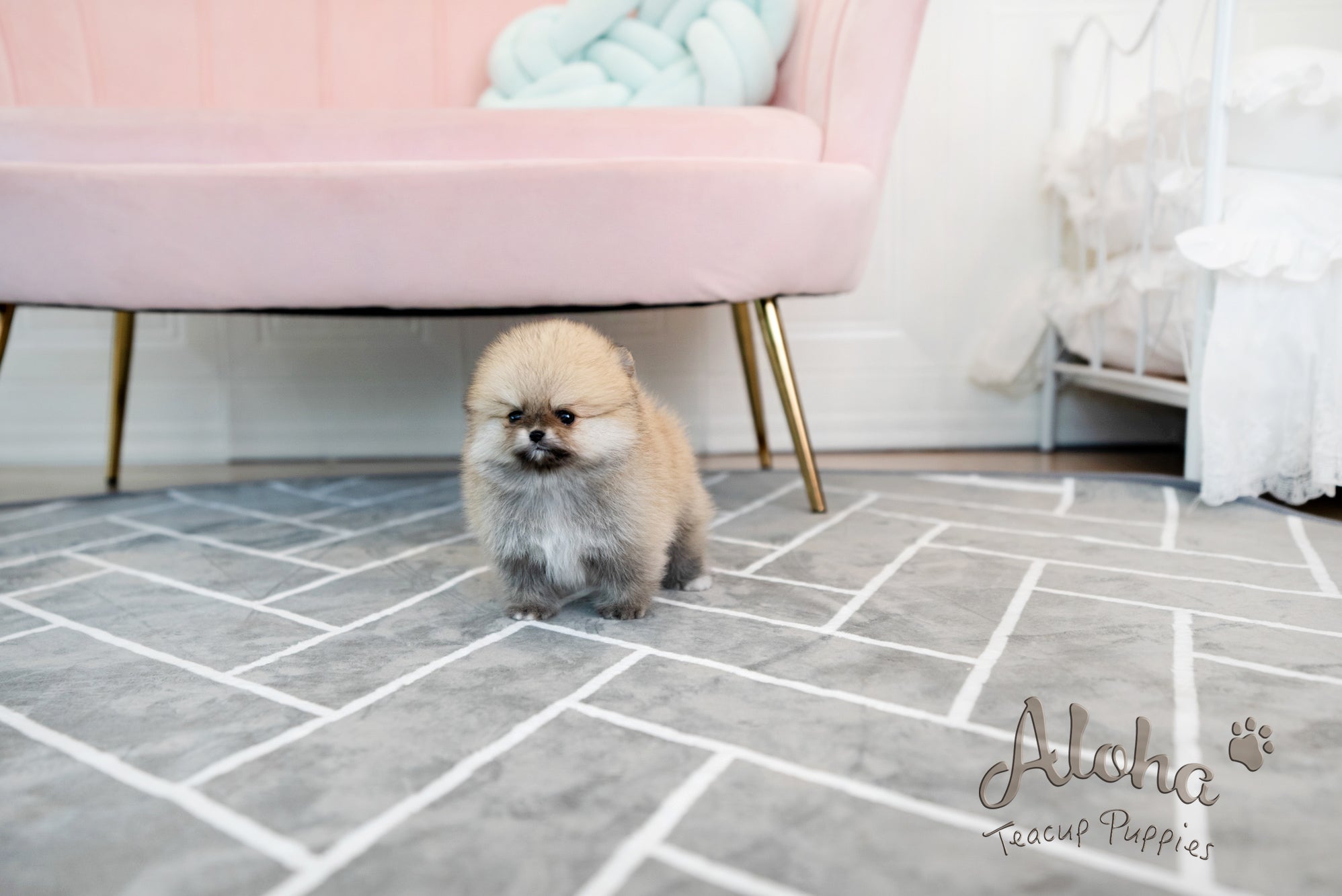 GUCCI [TEACUP POMERANIAN]