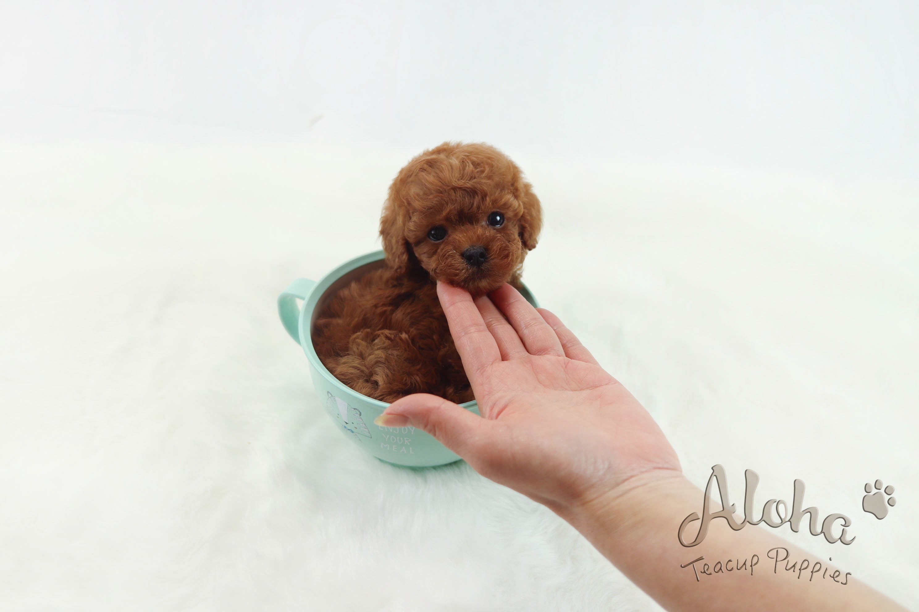 Vendido a Quran, Teddy [Caniche Toy]