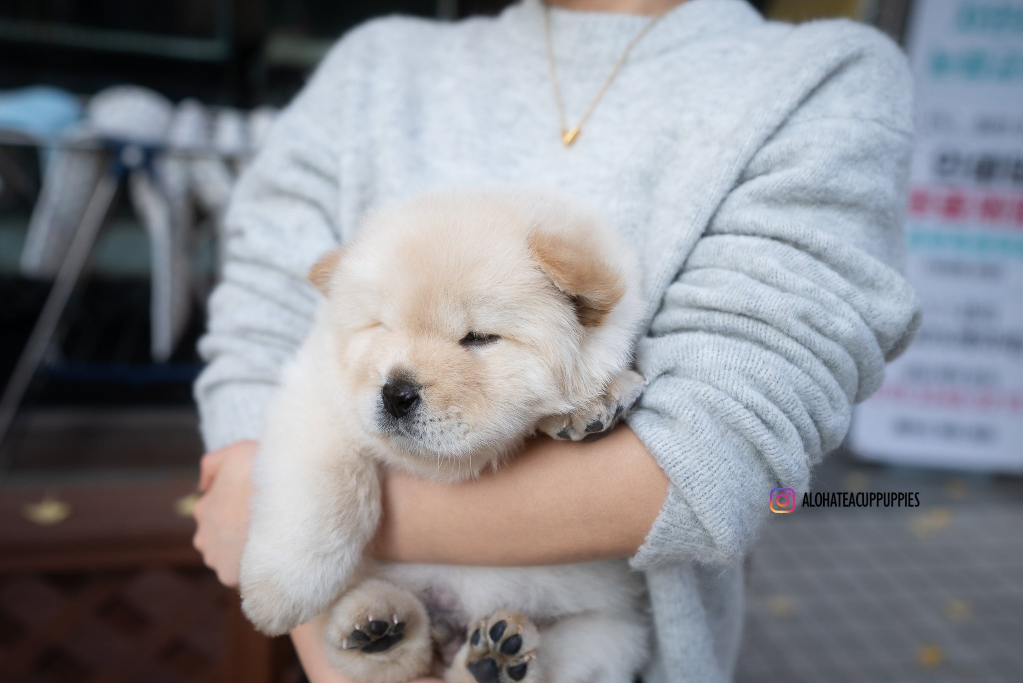Cow [Mini Chow Chow]