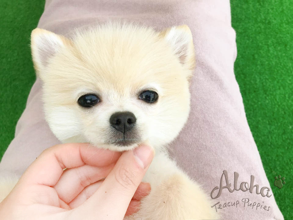 Sold to Jocelyn, ELLA - [Teacup Pomeranian]