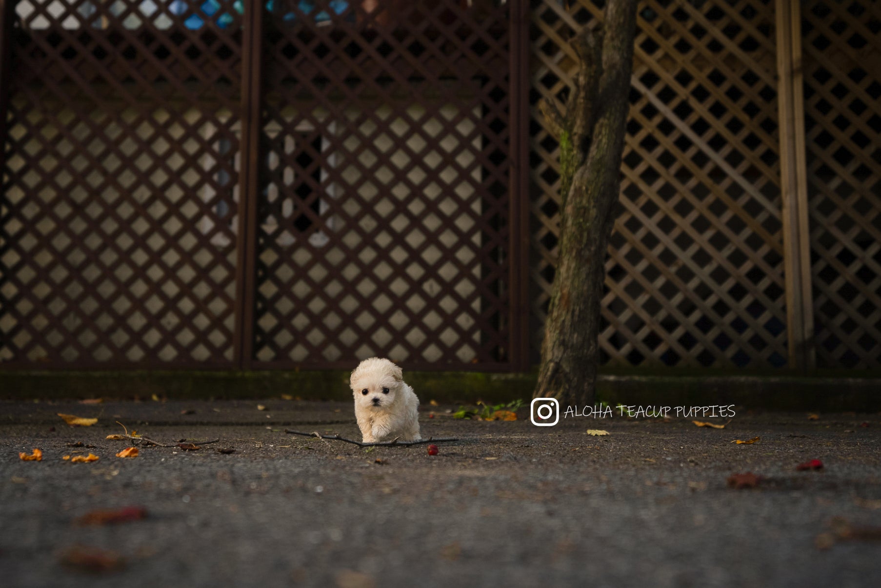 Mila [TEACUP Maltipoo]
