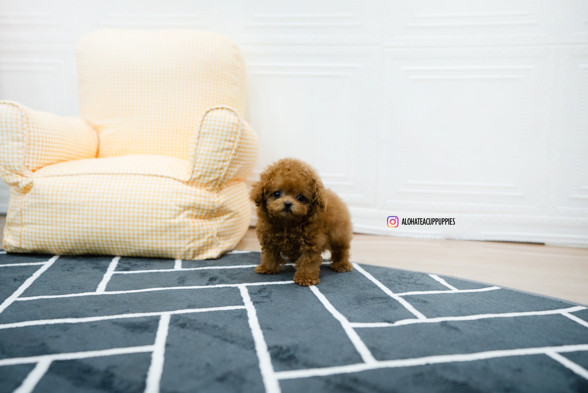 Hazel [TEACUP POODLE]