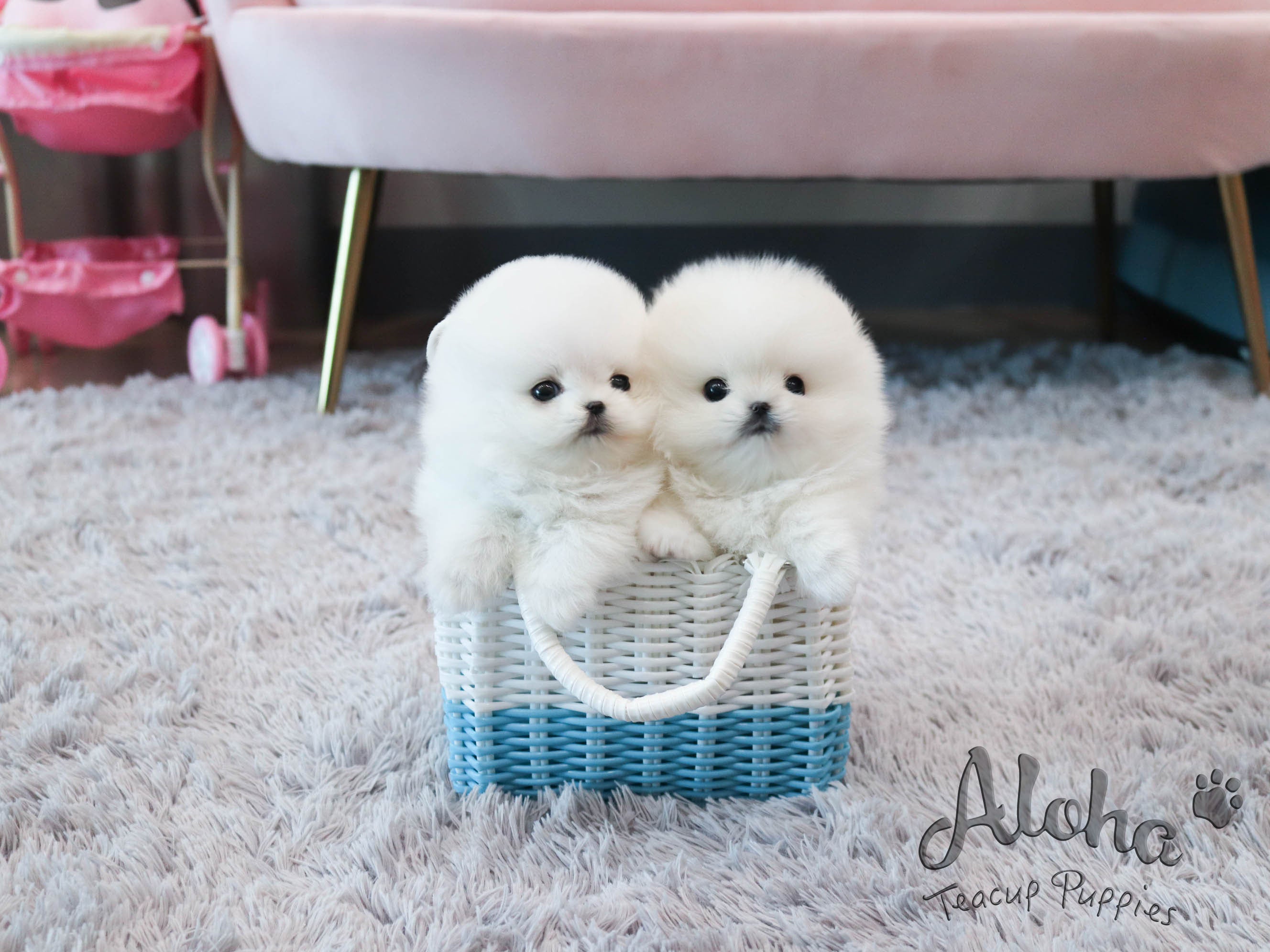 Melo&Molly [TEACUP POMERANIAN]