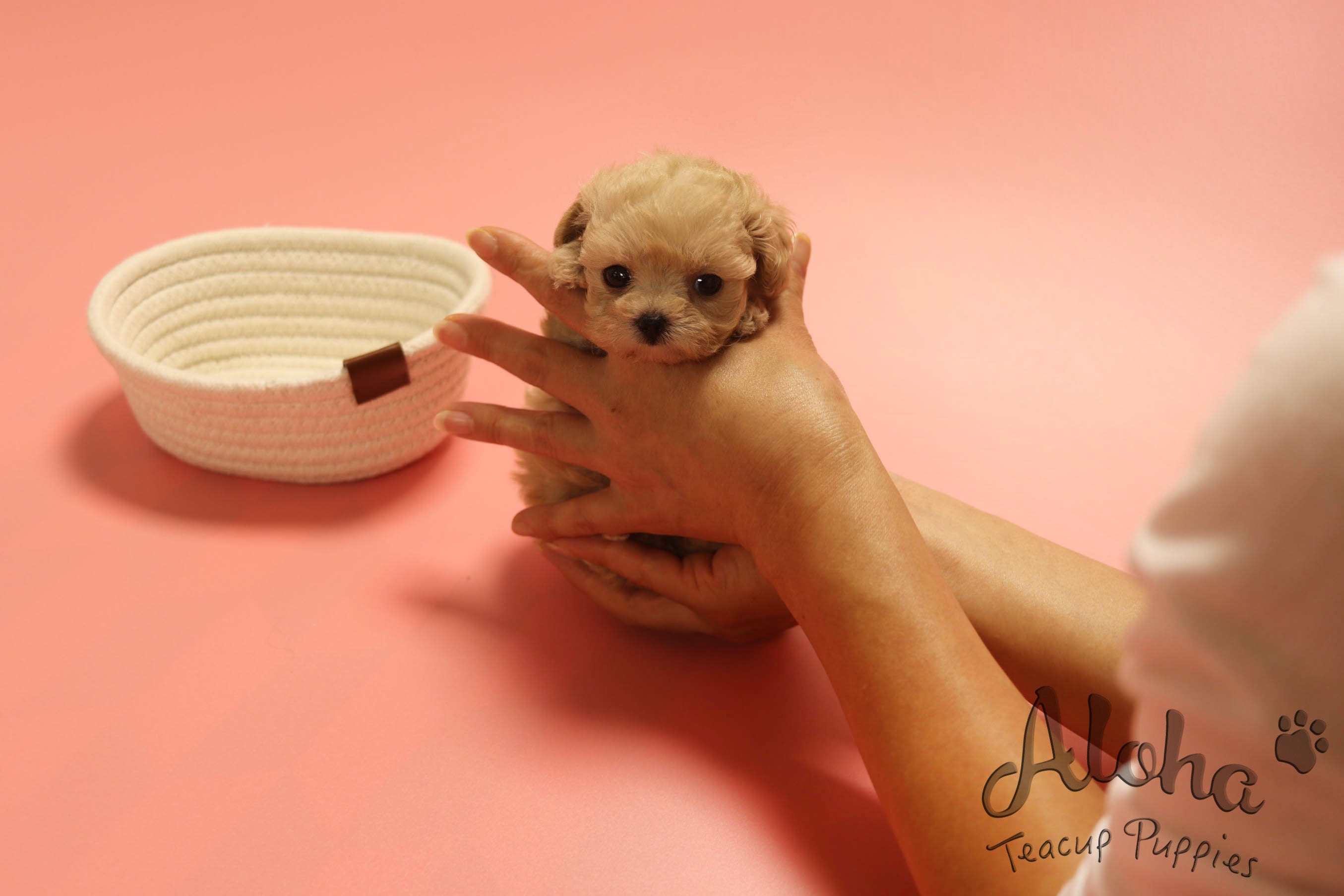 Angel [TEACUP MALTIPOO]