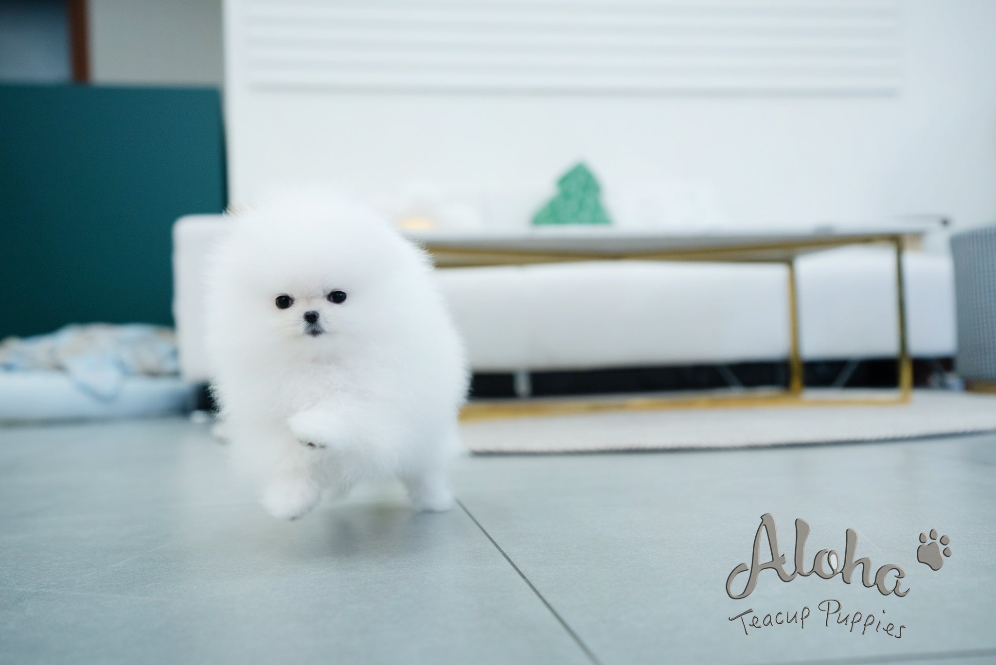 Annabel [TEACUP POMERANIAN]