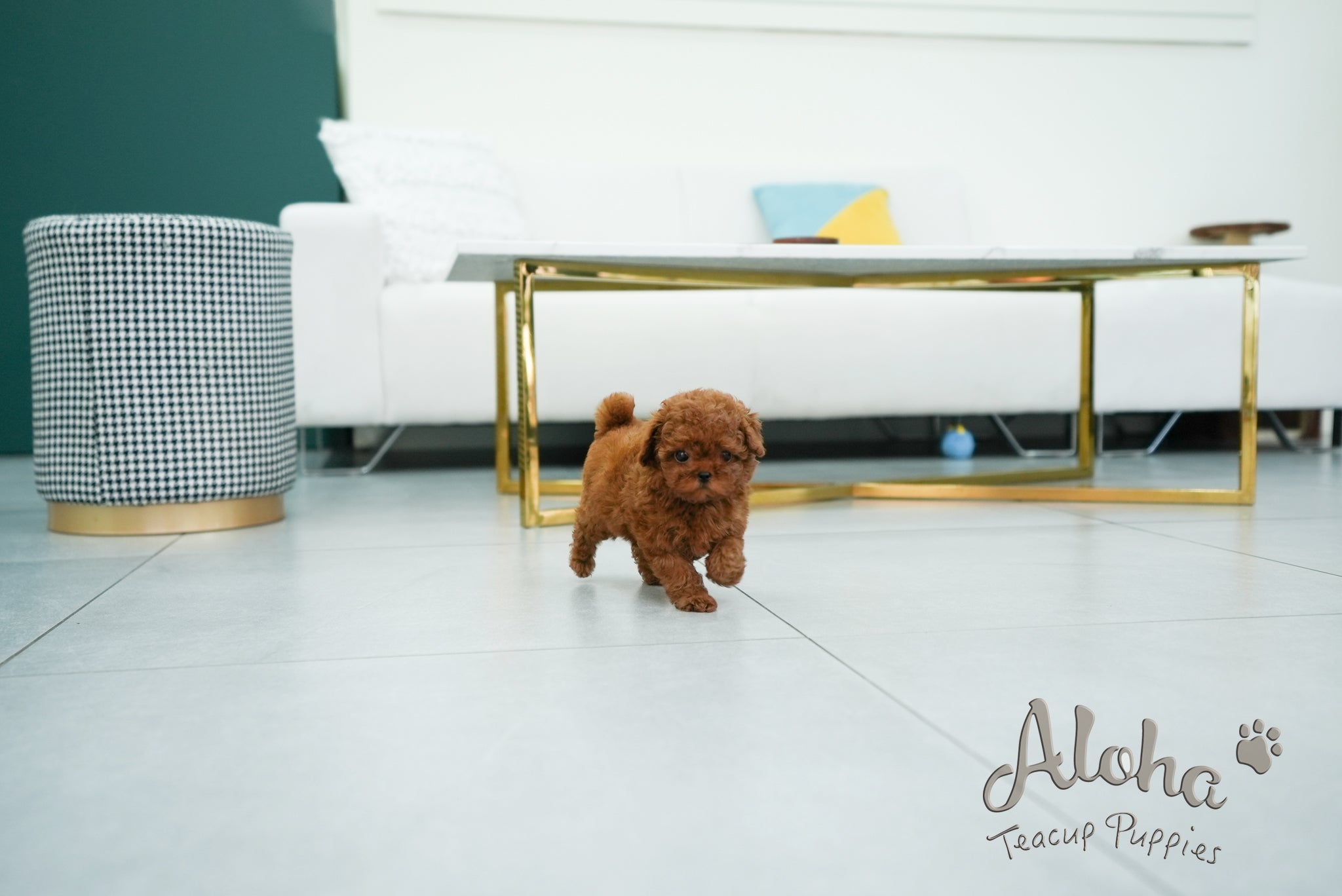 Olivia [TEACUP POODLE]