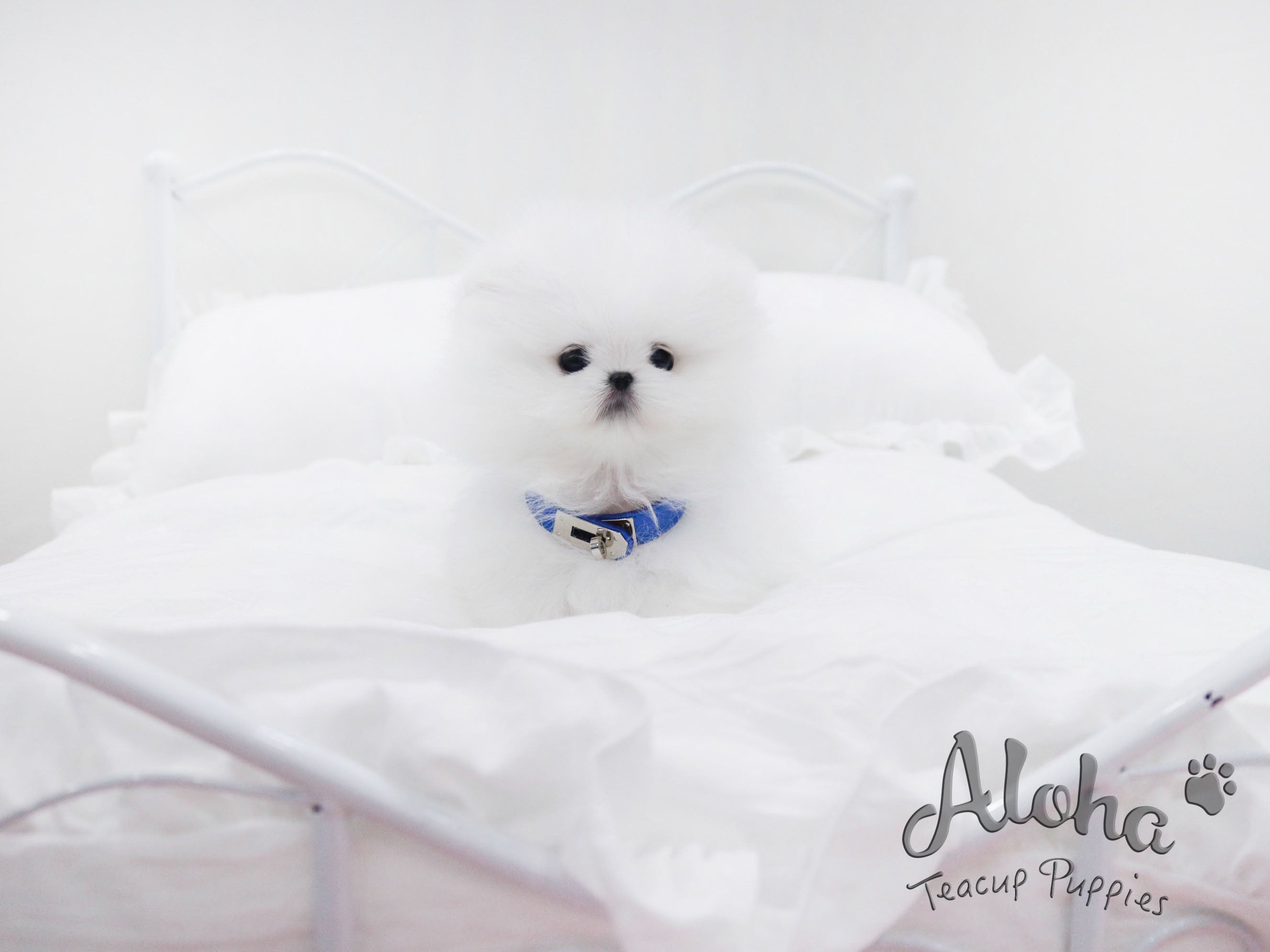 Bailey [TEACUP POMERANIAN]