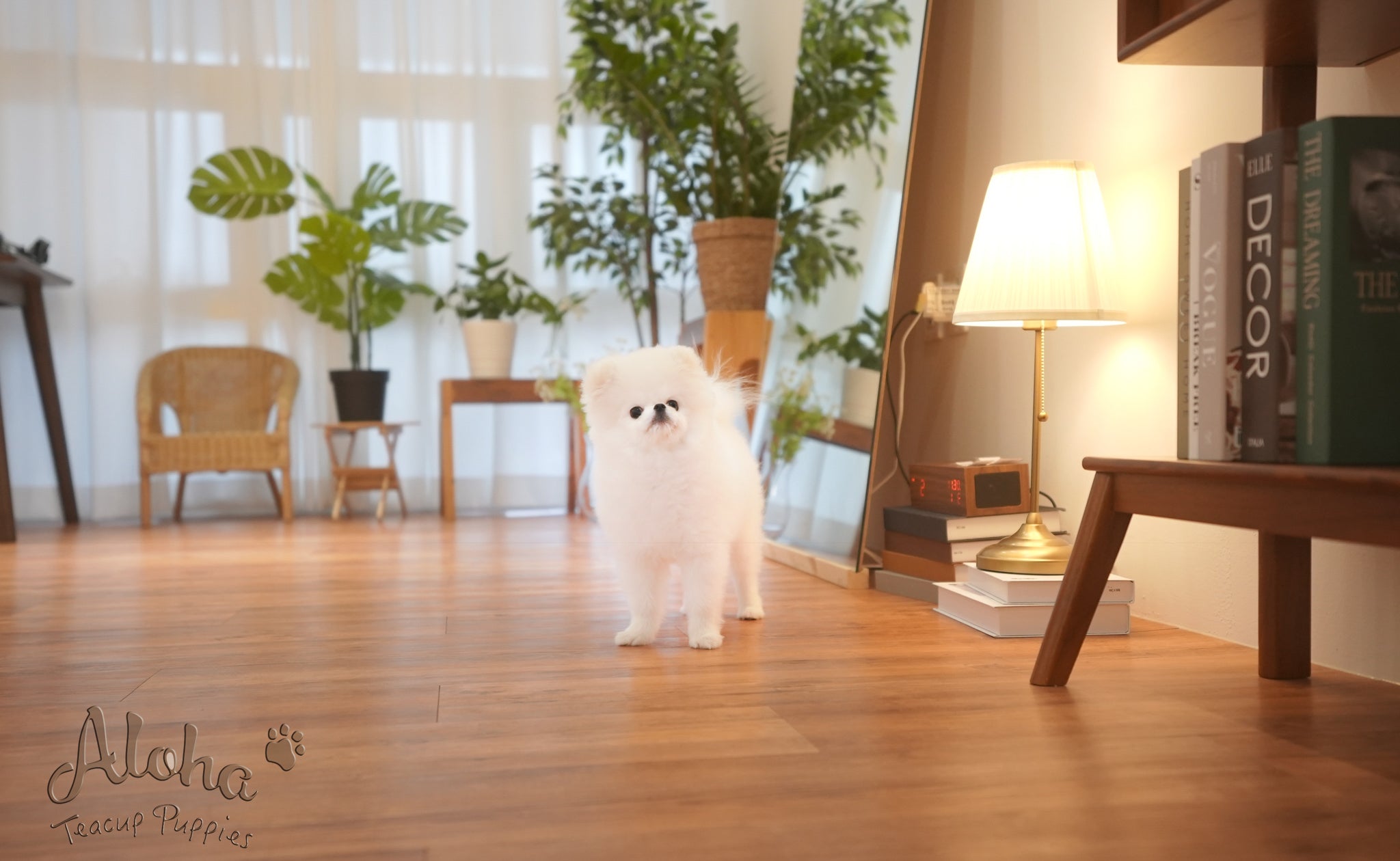 Oscar [TEACUP POMERANIAN]