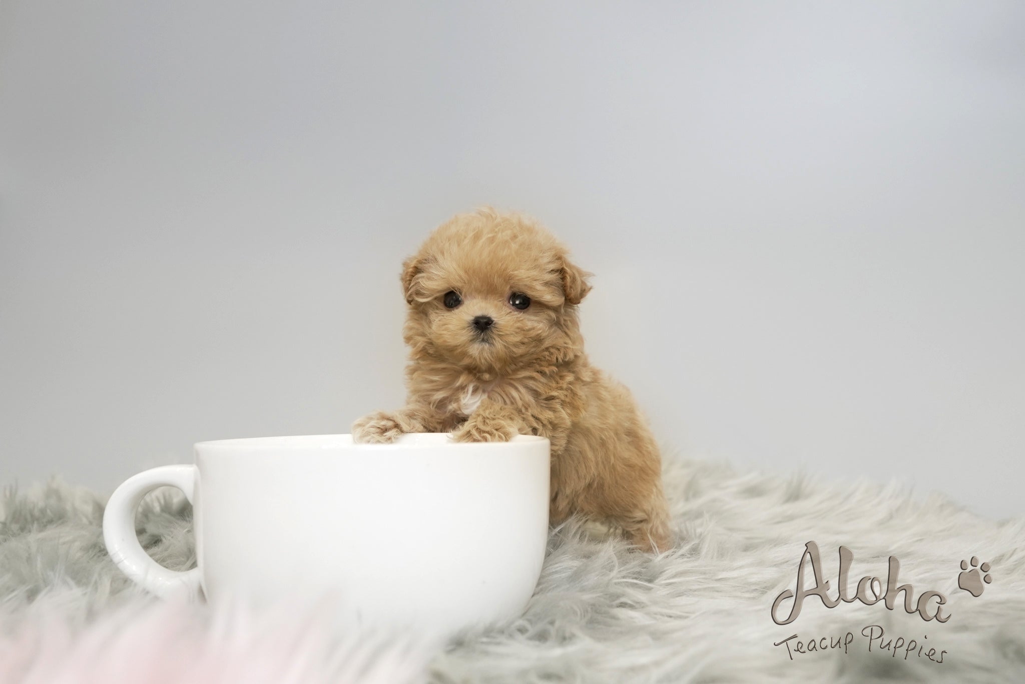 Daisy [TEACUP MALTIPOO]