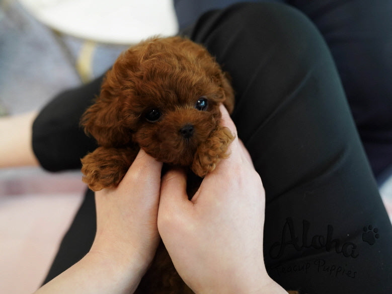 Colin [TEACUP POODLE]