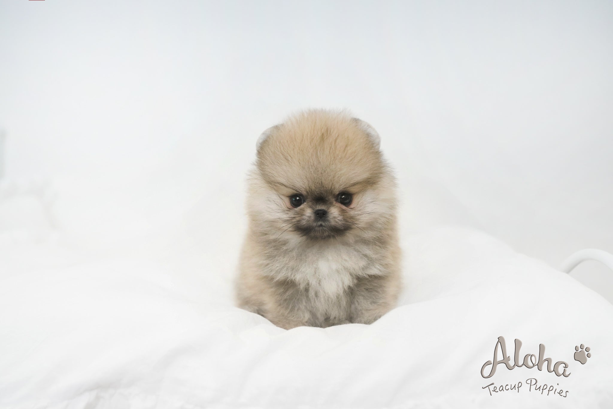 Sally [TEACUP POMERANIAN]