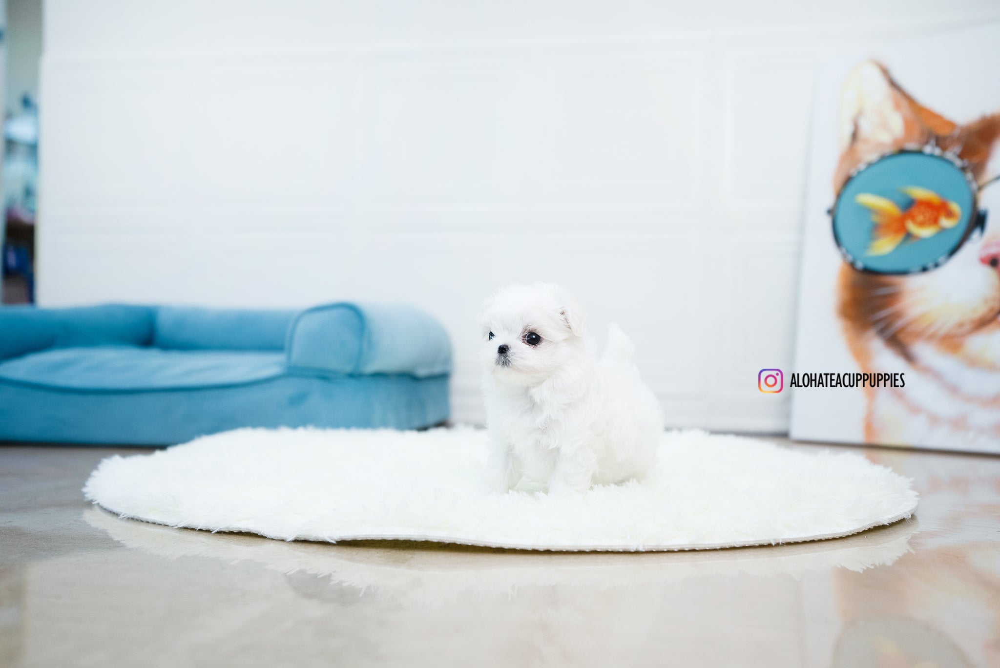 Ian [TEACUP MALTESE]