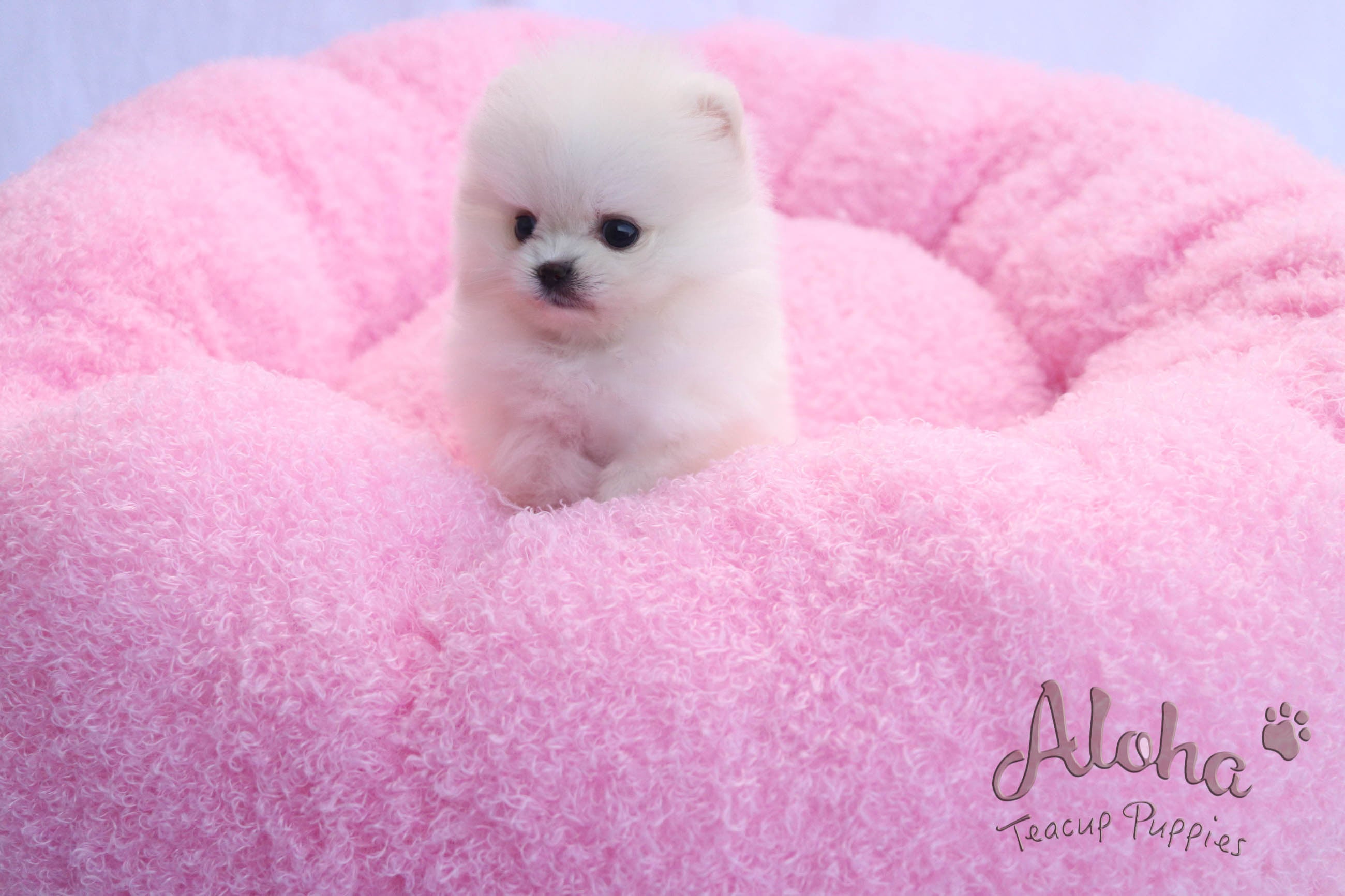 Sold to Michael, Izzy [TEACUP POMERANIAN]