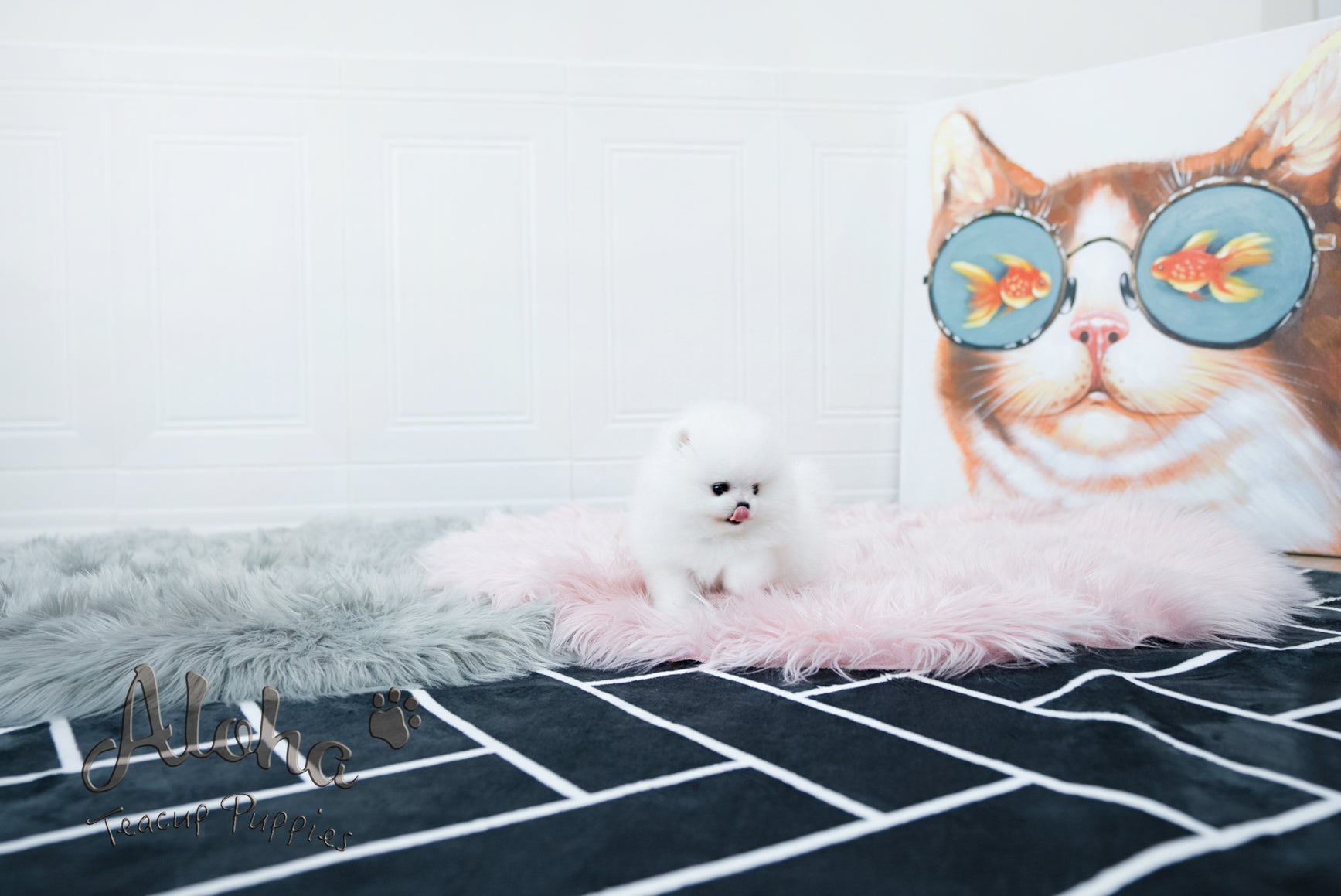 Sophia [TEACUP POMERANIAN]
