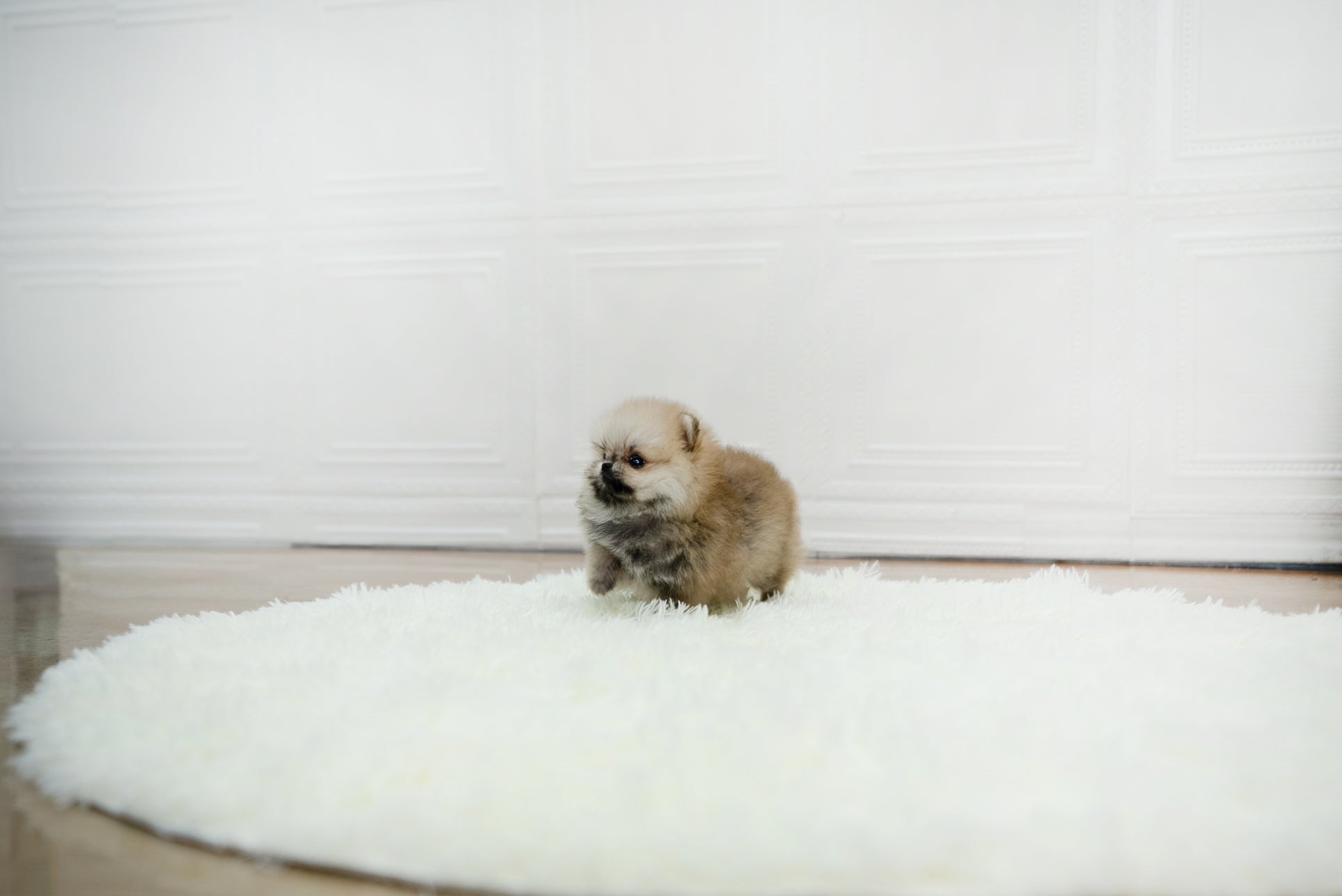 Zona [TEACUP POMERANIAN]