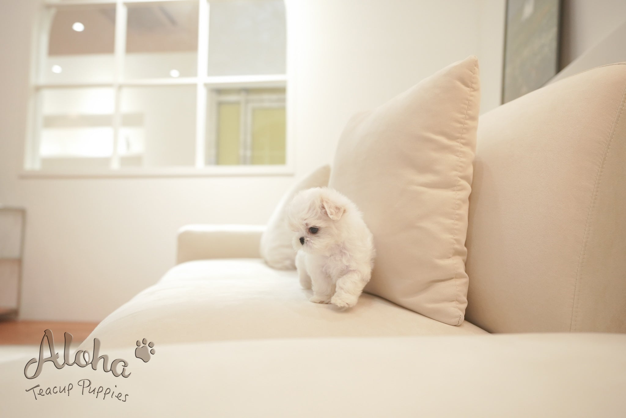 Snow [TEACUP MALTESE]