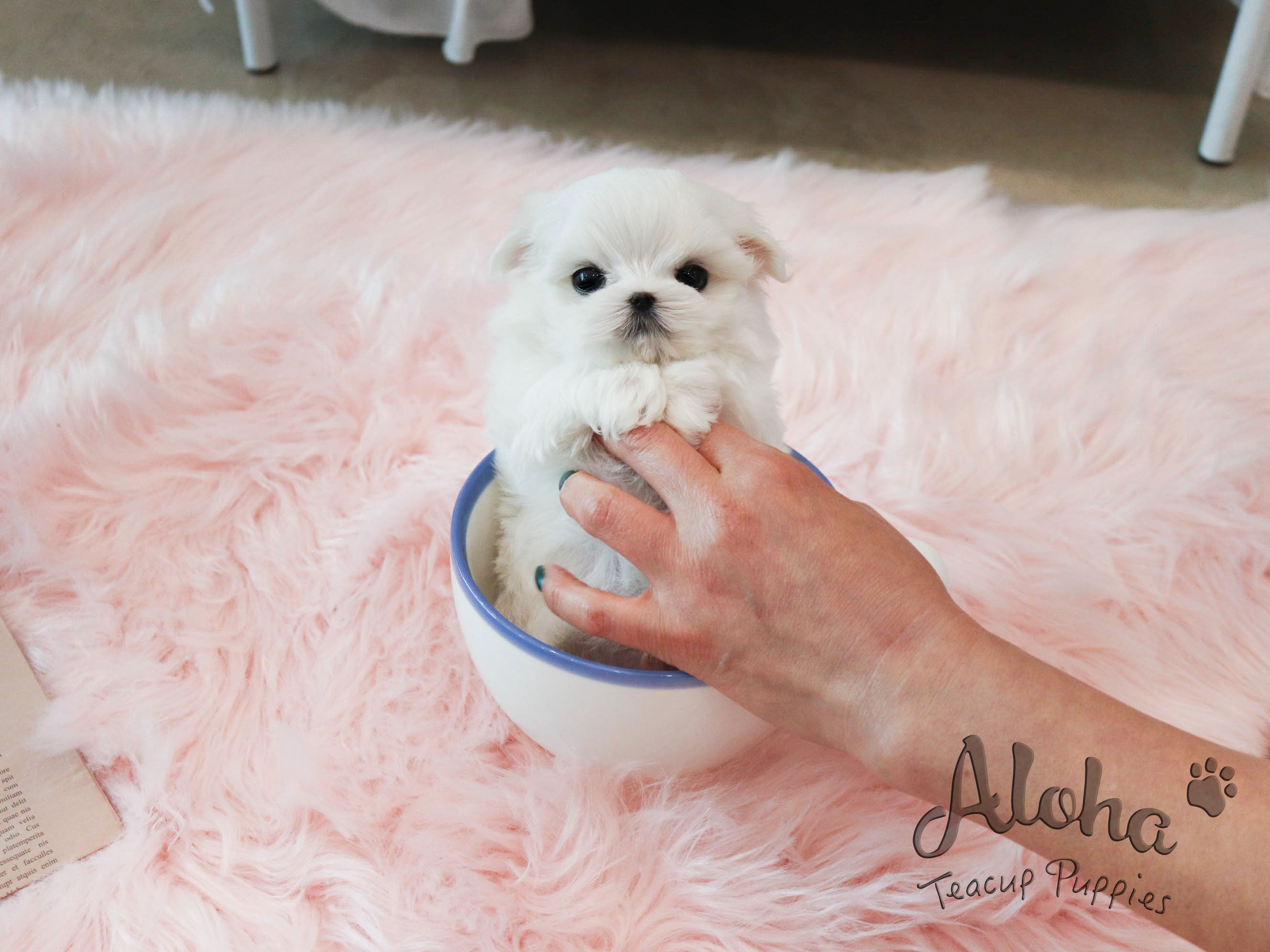 Montblanc [TEACUP MALTESE]