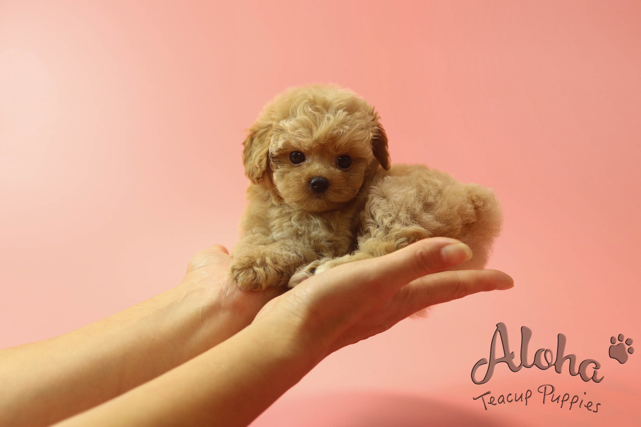 IZZY [MALTIPOO TAMAÑO TAZA DE TÉ]
