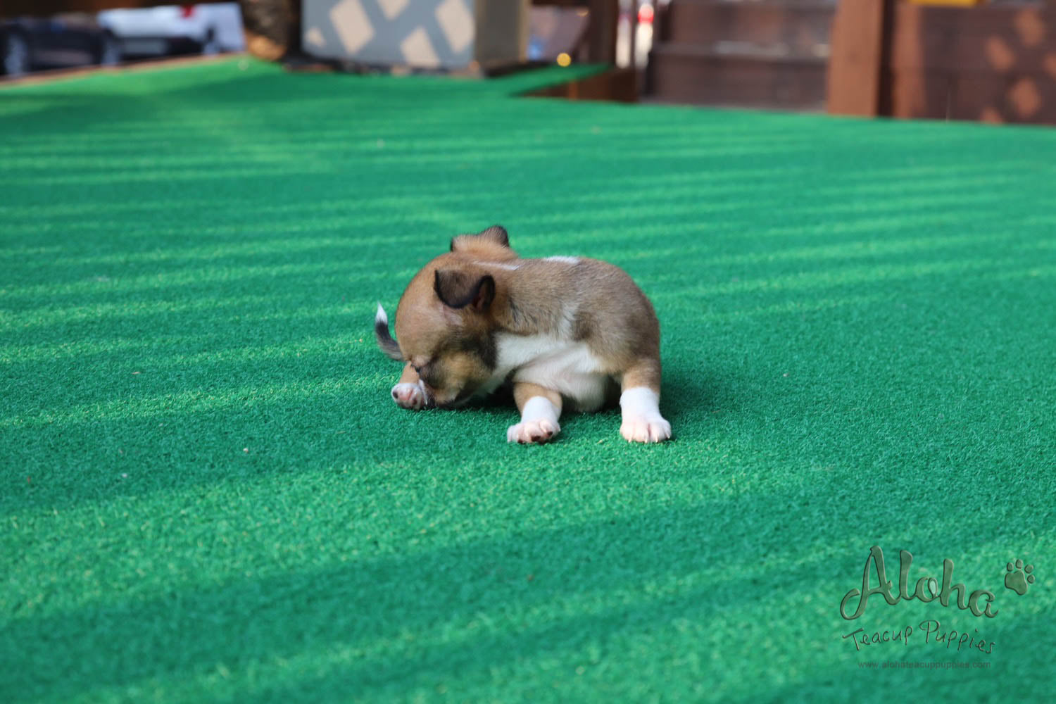 Jerome - [Chihuahua]