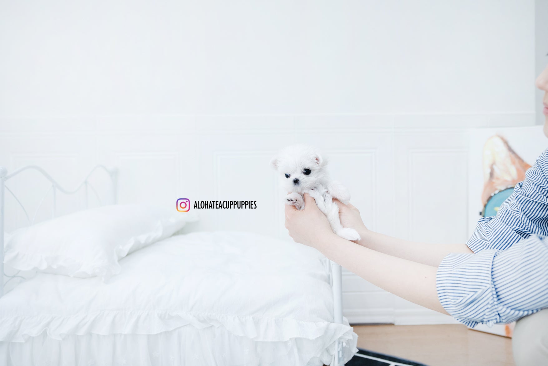 Iris [TEACUP MALTESE]