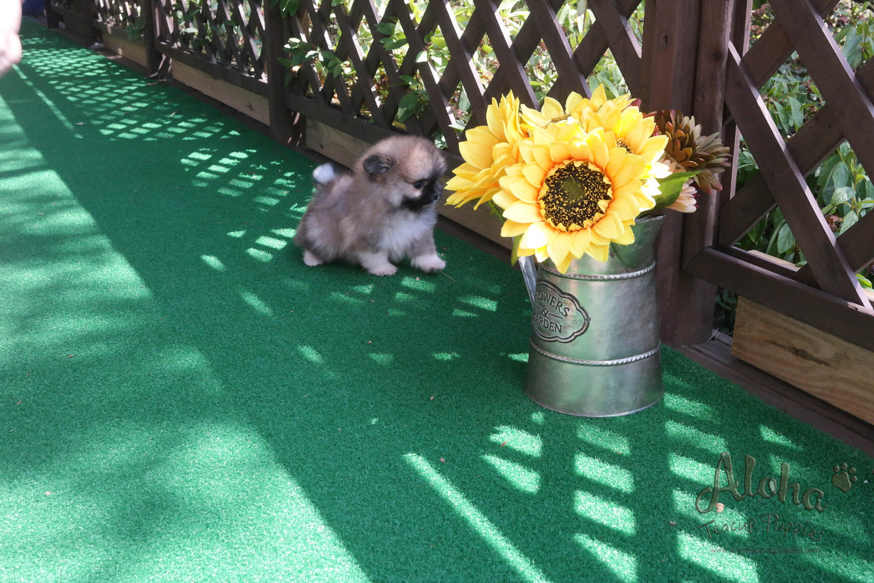 Sold to Amanda, Sandy [Teacup Pomeranian]