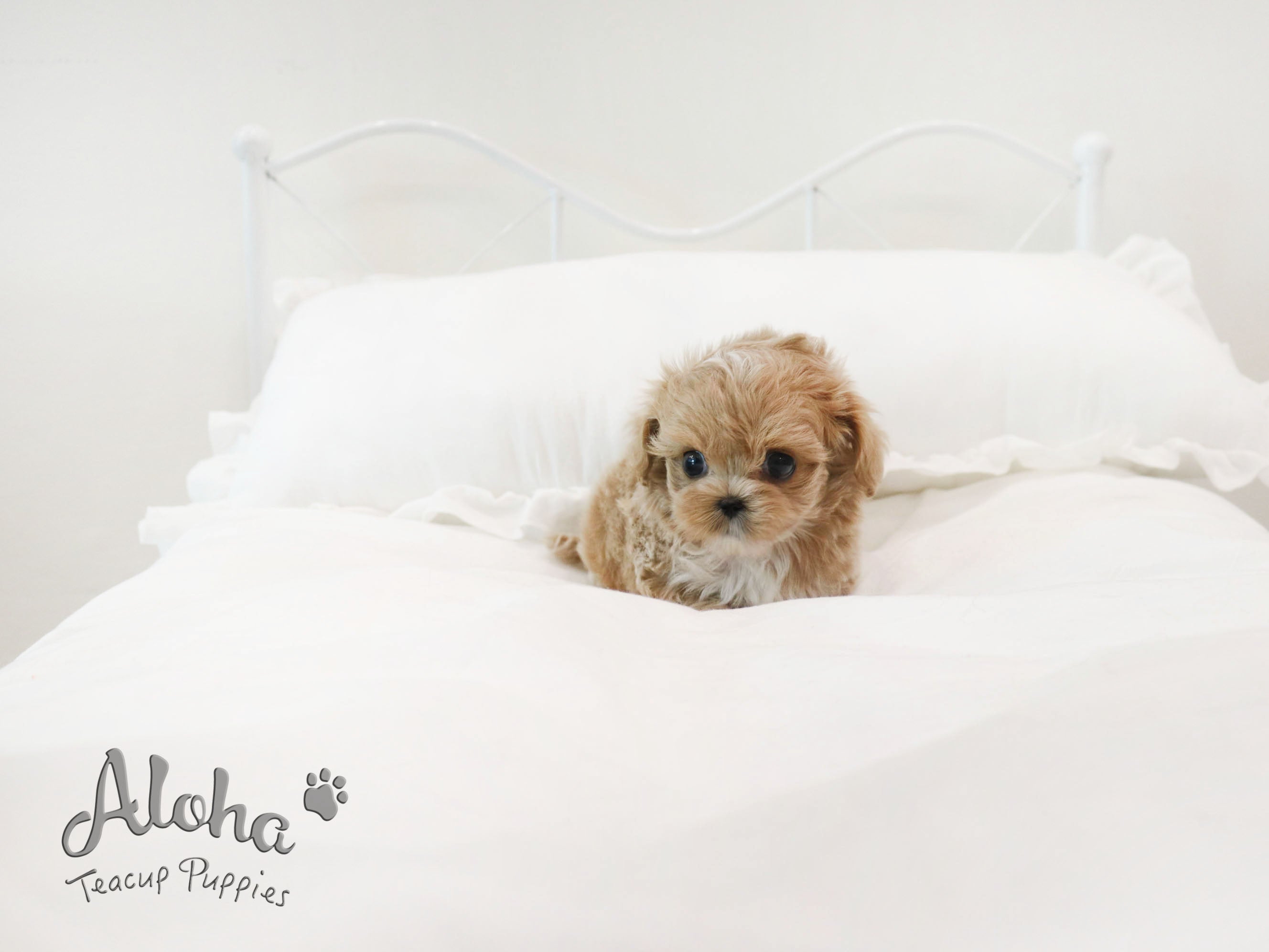 Morris [TEACUP MALTIPOO]