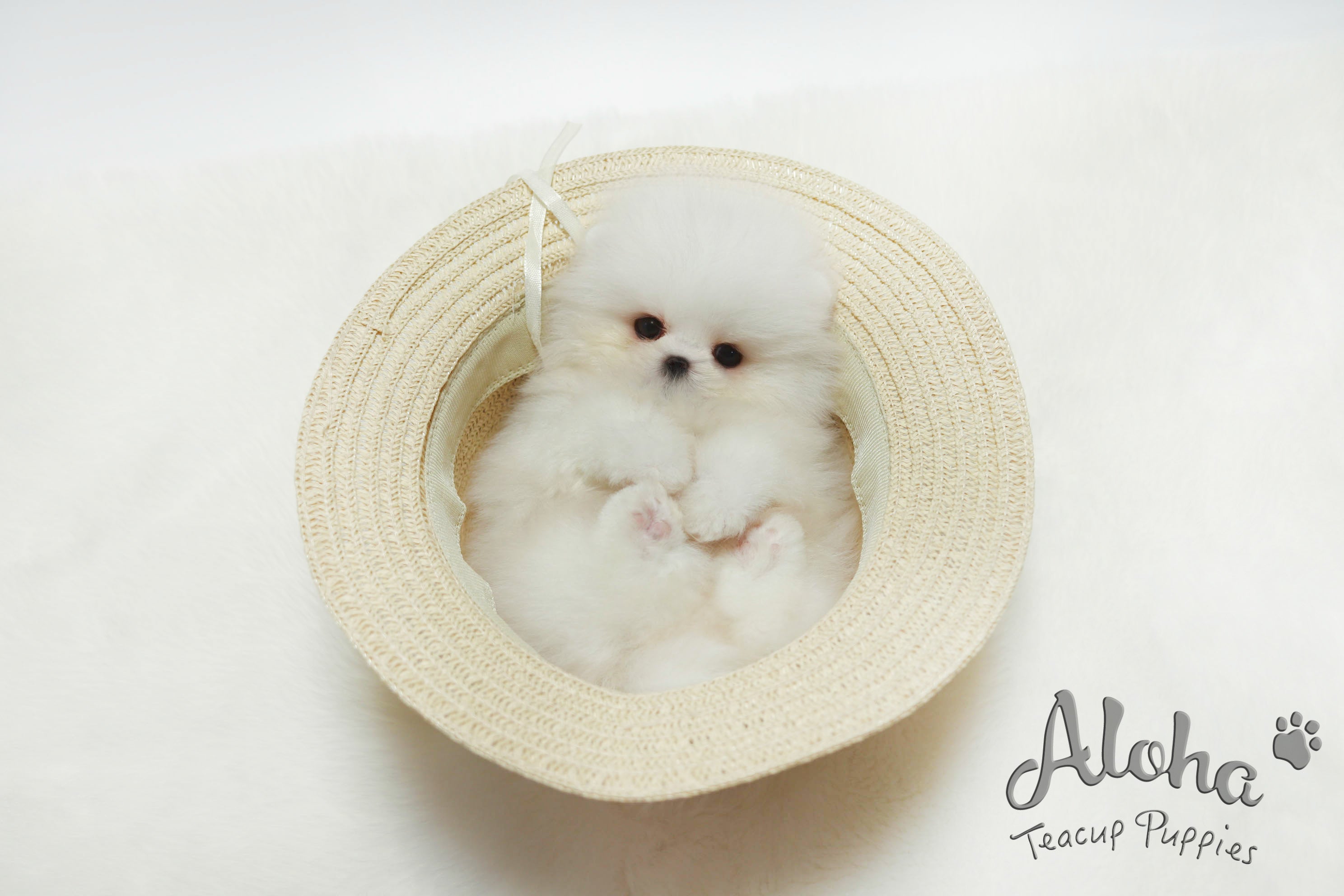 Sold to Amelia, Boo [Teacup Pomeranian]