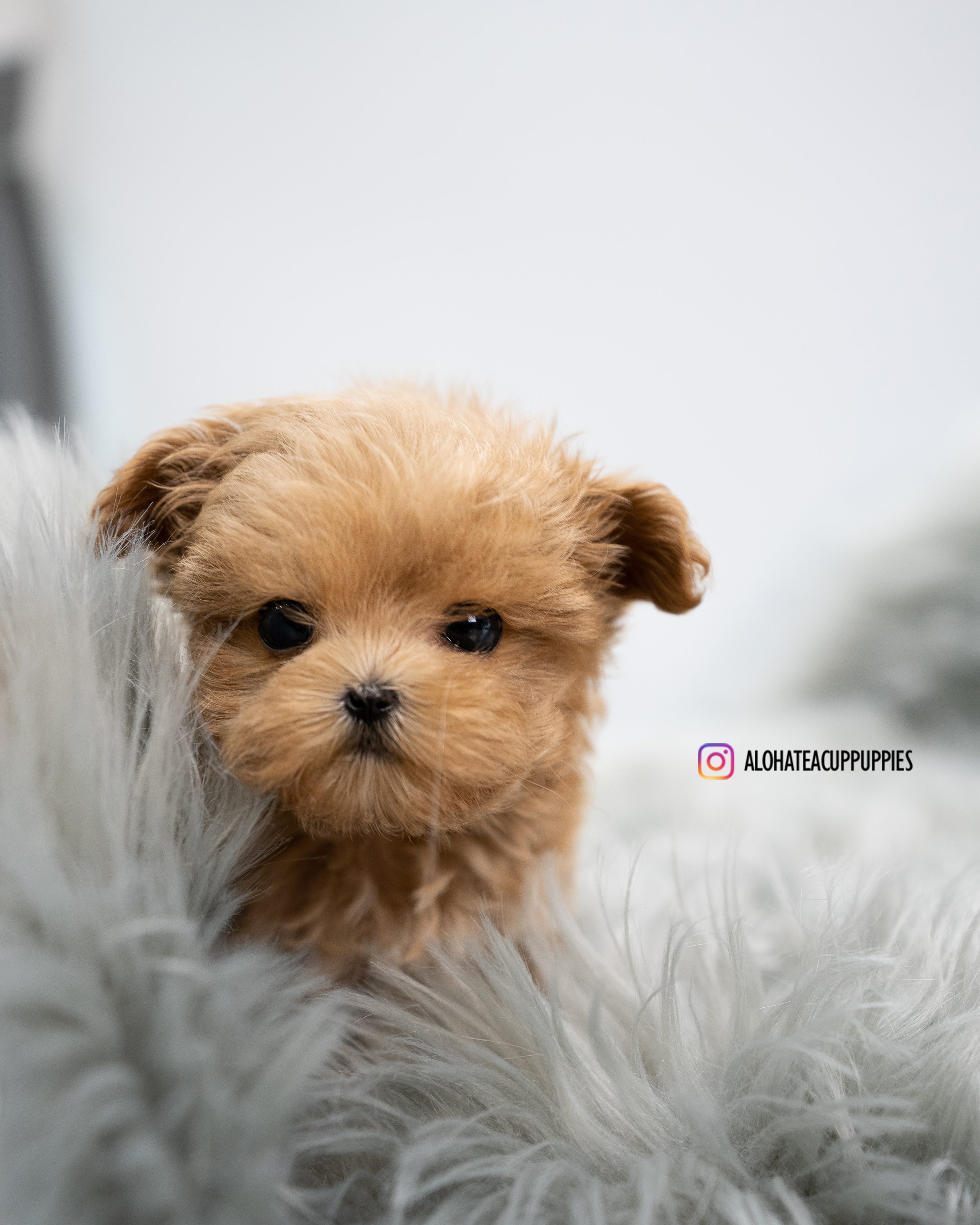 Leo [MALTIPOO TAZA DE TÉ]