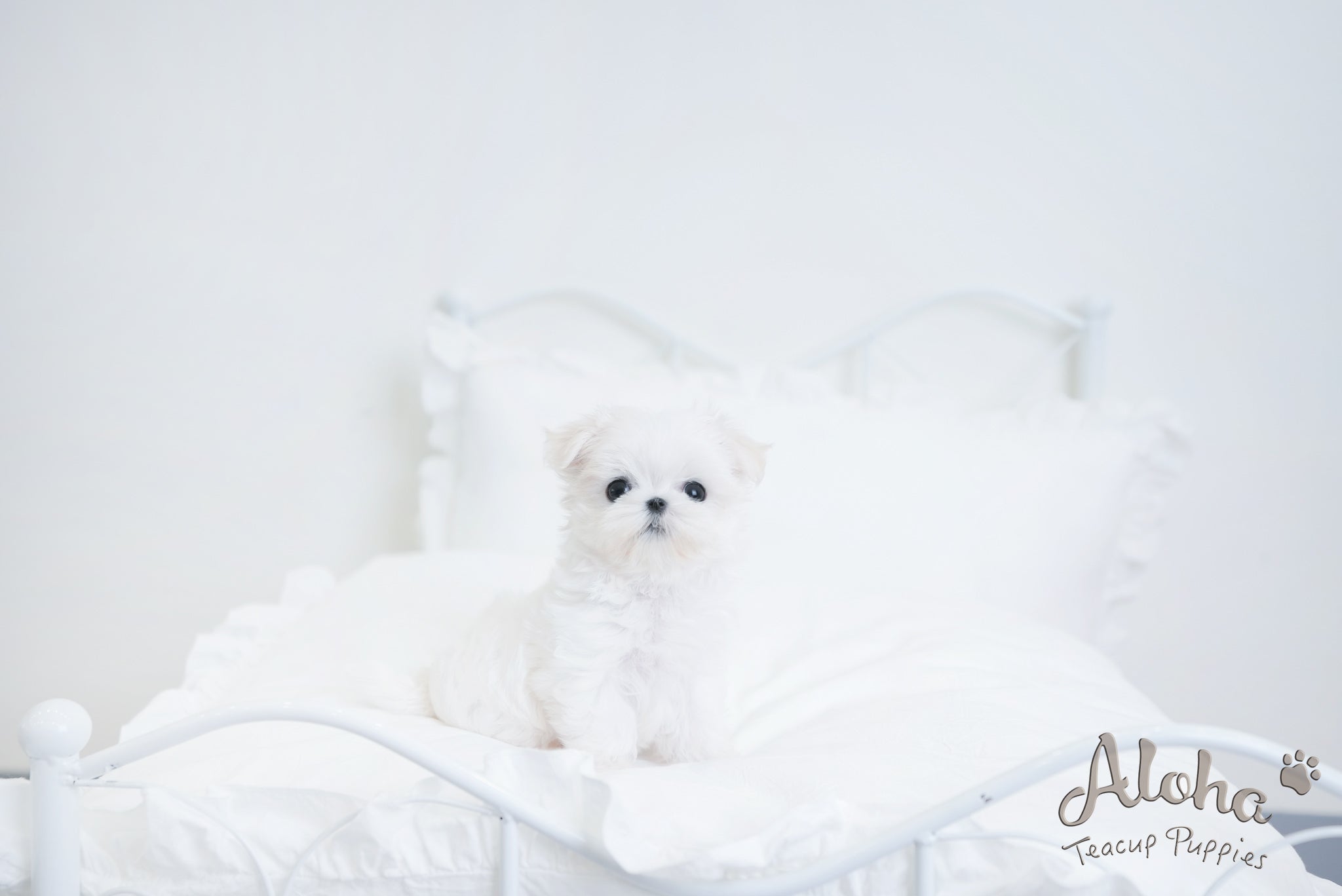 Hermes [TEACUP MALTESE]