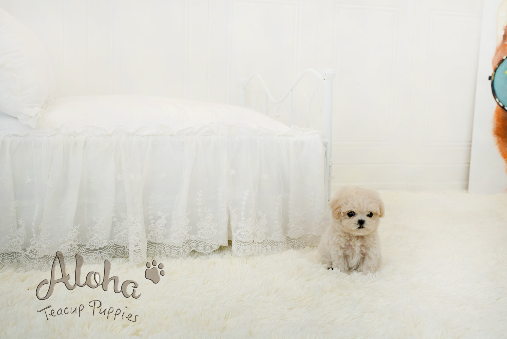Lily [TEACUP MALTIPOO]