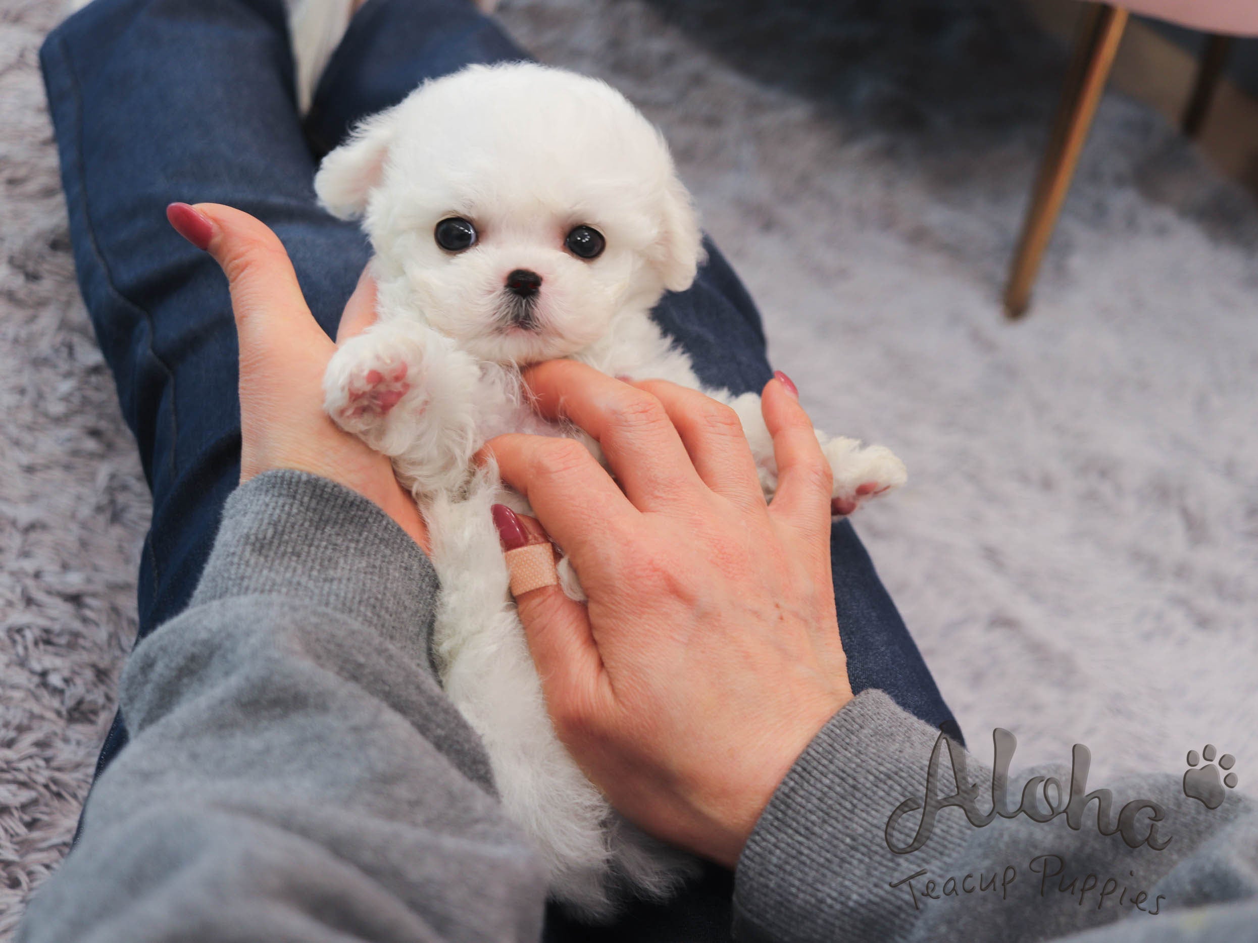 Grace [TEACUP Bichon]