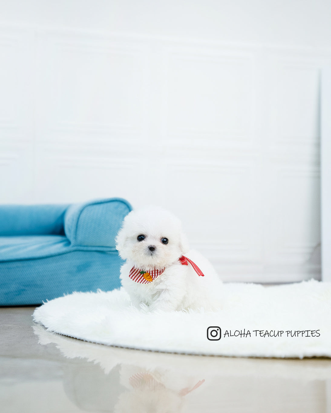 Audrey [TEACUP POODLE]